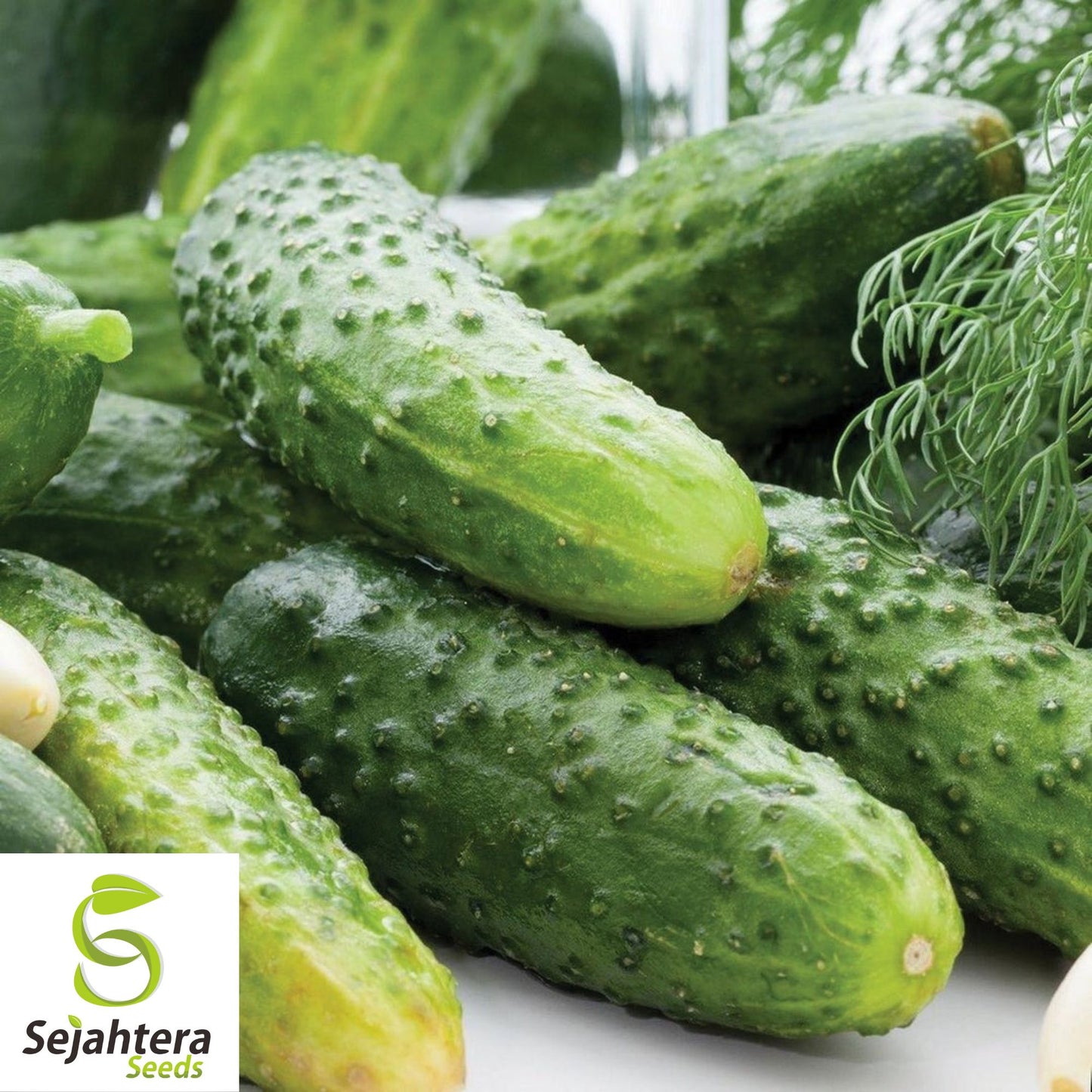 Boston Pickling Cucumber Seeds - 25+ Heirloom, Non-GMO & Fresh