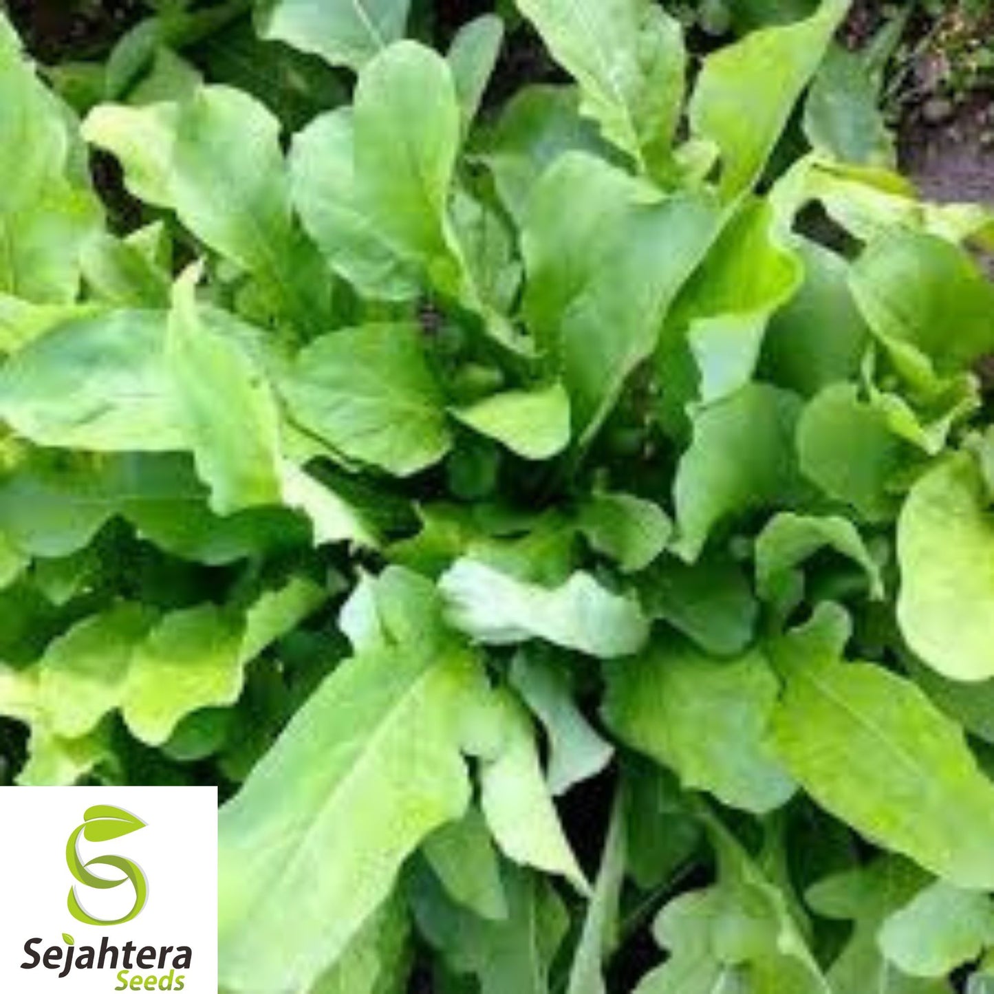 250+ Astro Arugula Seeds - Heirloom, Organic, Non-GMO, Mild & Fast-Growing Green