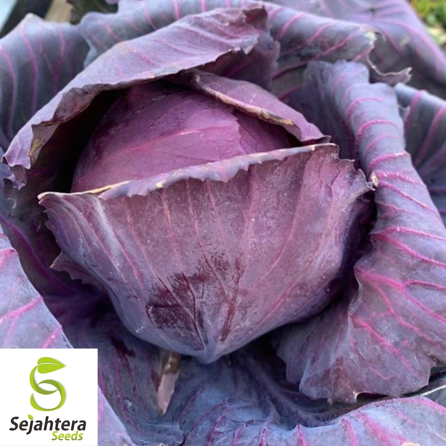Red Acre Cabbage Seeds - 200+ Heirloom, Organic, Non-GMO & Sweet