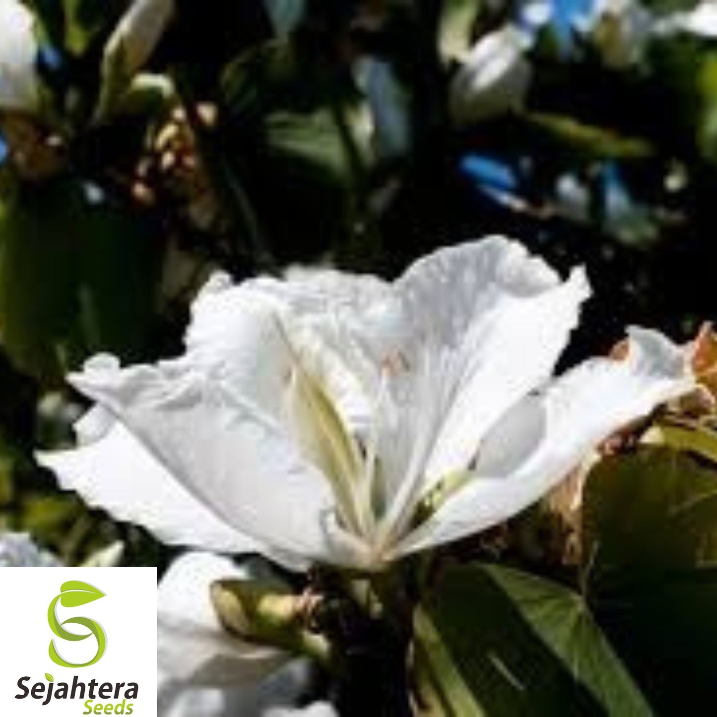 10+ White Orchid Tree Seeds - Bauhinia Alba, Exotic Blooms, Fast-Growing