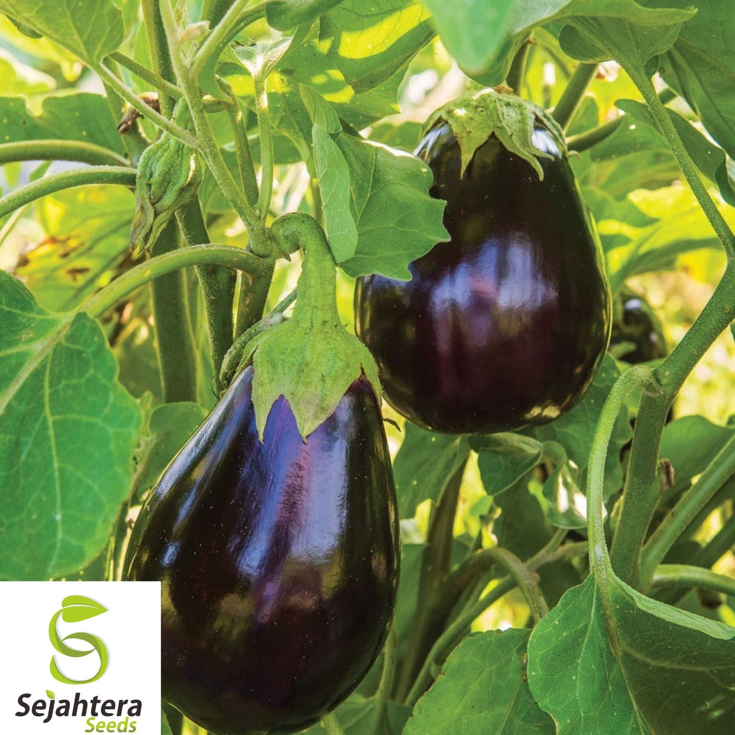 30+ Black Beauty Eggplant Seeds - Heirloom, Organic, Non-GMO, High-Yield & Fresh