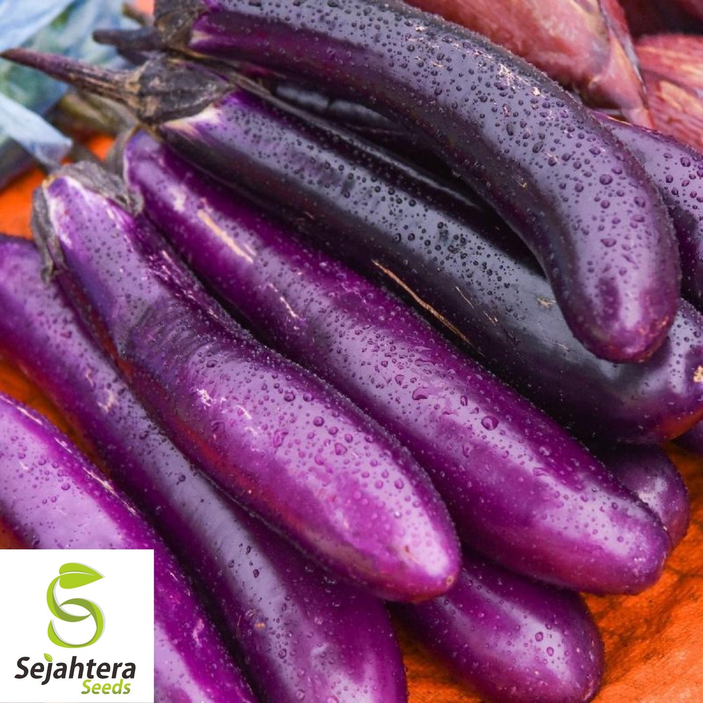 250+ Long Purple Eggplant Seeds - Non-GMO, Heirloom & Tender Variety