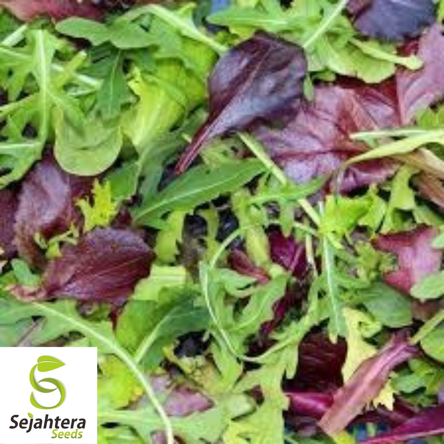 Mesclun Mix Seeds 600+ | Lettuce, Mustard, Tatsoi, Mizuna, Kale, Arugula