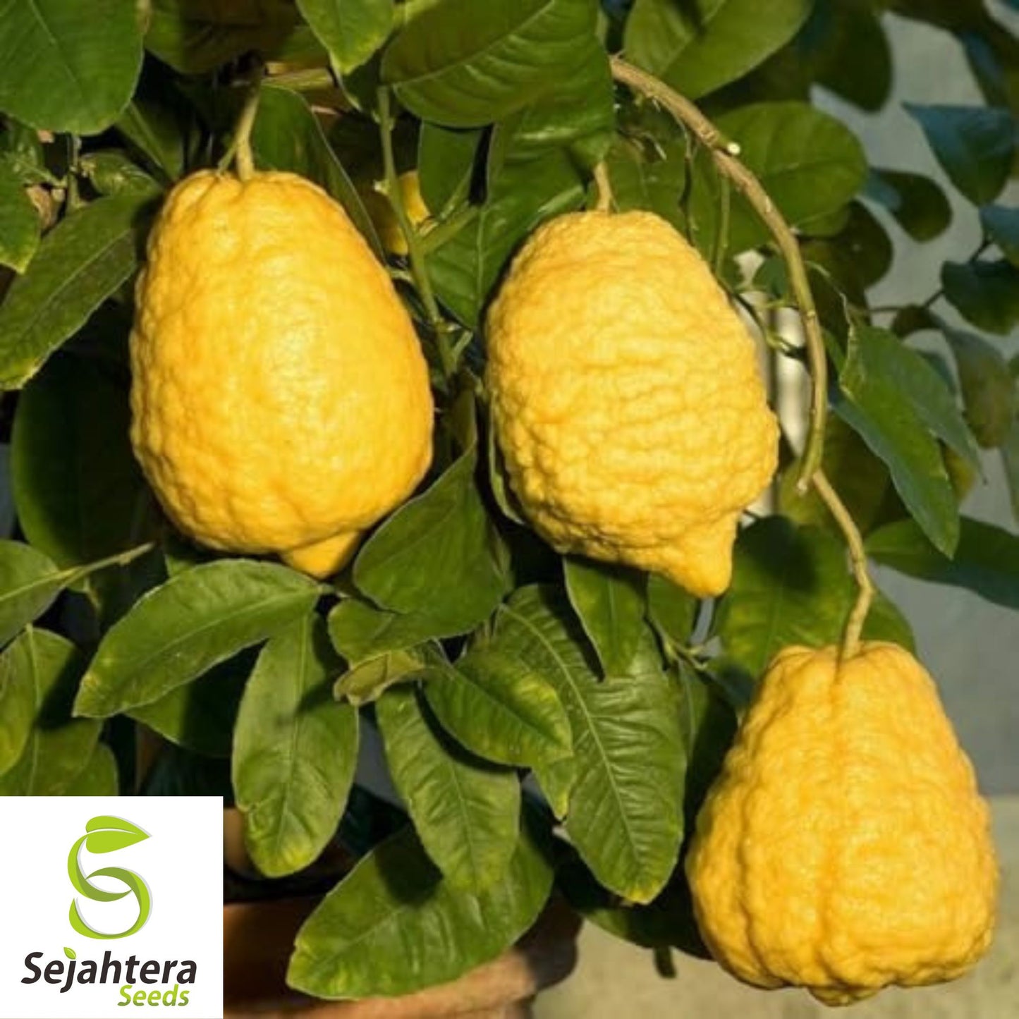 Citron Seeds {Citrus medica} Organic Fragrant | Heirloom 5 Seeds