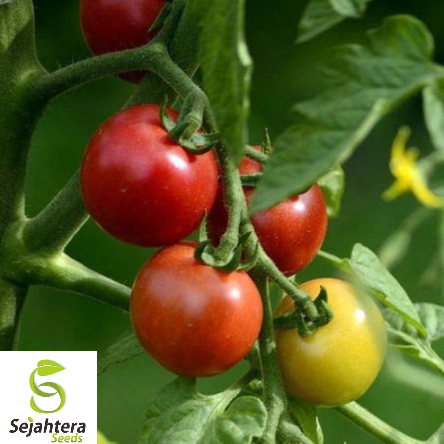 30+ Early Cascade Tomato Seeds - Heirloom, Organic, Non-GMO, Rare & High-Yield