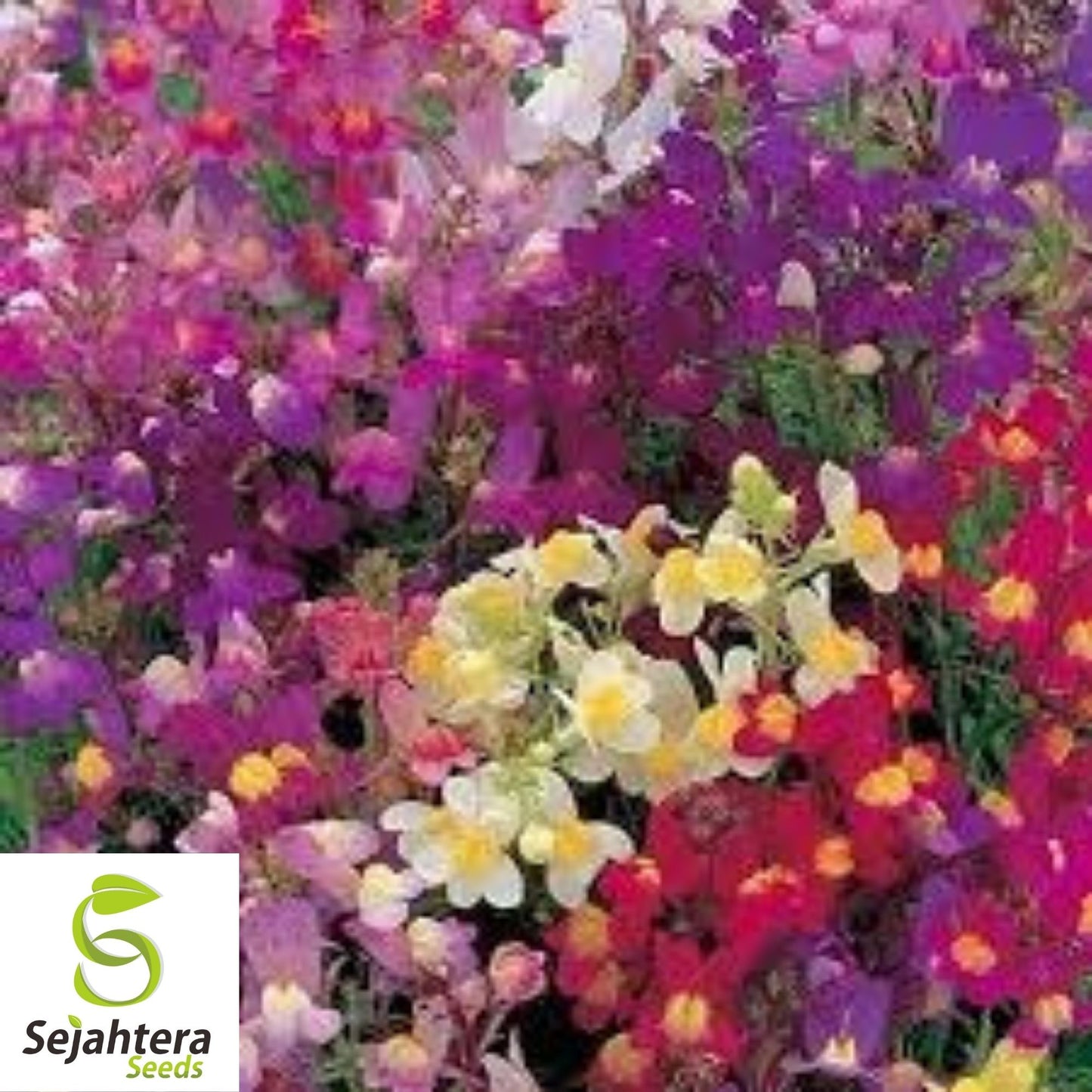 2000+ Snapdragon Fairy Bouquet Seeds - Linaria Maroccana, Dwarf Flower, USA