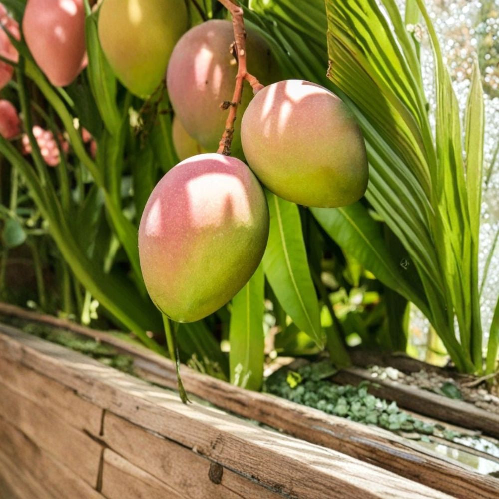 Glenn Mango Tree – Mangifera indica Live Seedling | 10–14 Inches Tall | Starter Plant Sweet Fiberless Variety | Florida Favorite | Easy to Grow