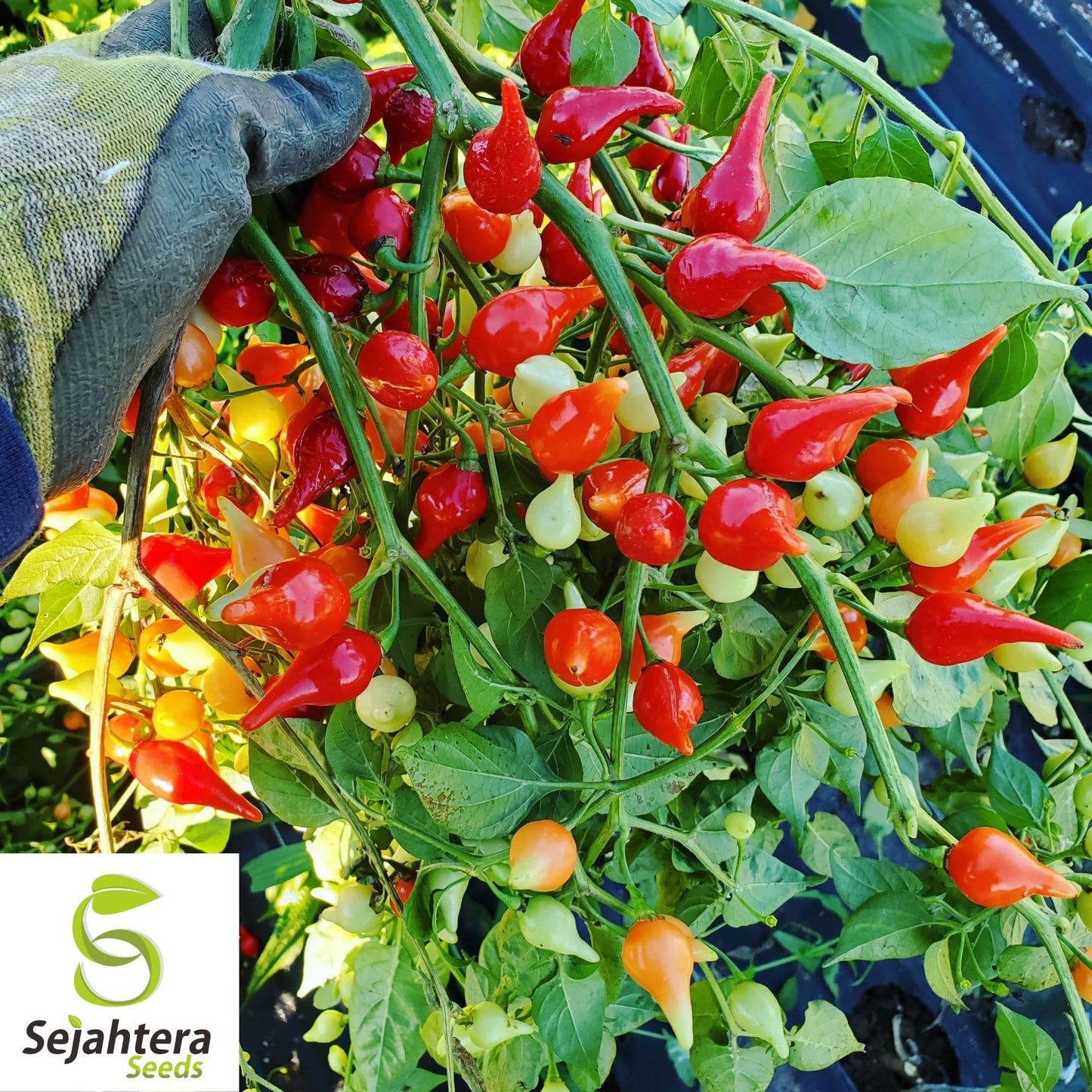 50+ Biquinho Red Hot Pepper Seeds - Non-GMO, Mild Heat, Unique Flavor