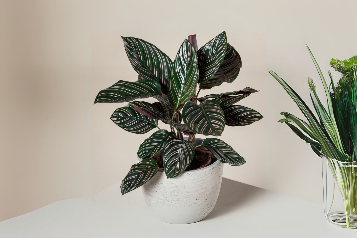 Calathea Ornata Plant in 6" Pot | Pinstripe Plant | Tropical Houseplant | Calathea | Decorative Foliage | Indoor Plant