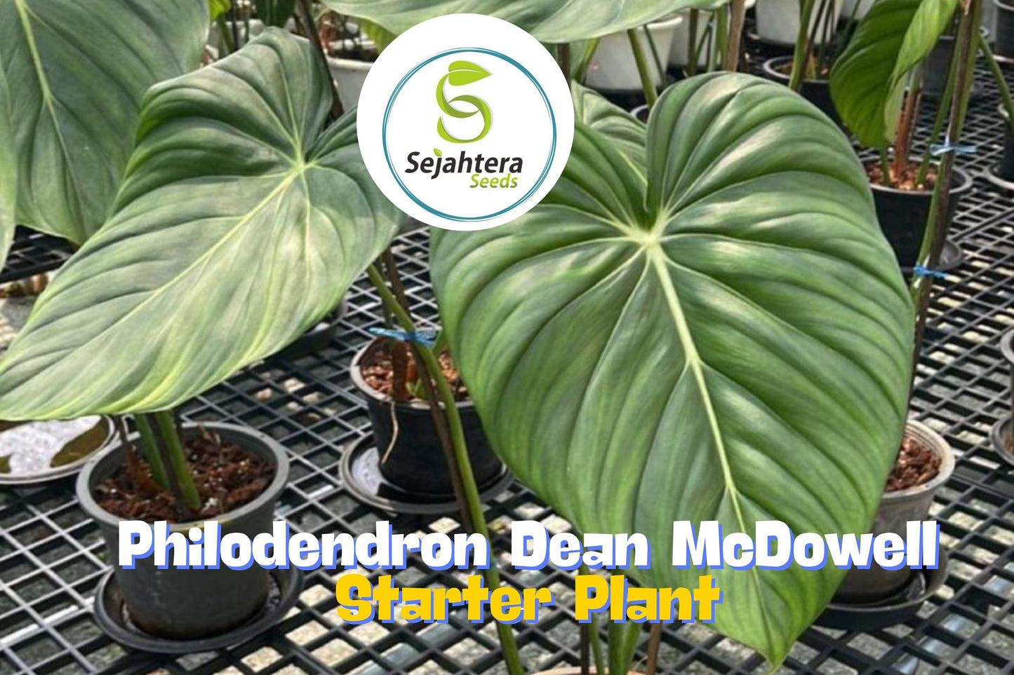 Philodendron Dean McDowell Plant in 3" Pot | Easy-Care Tropical Houseplant