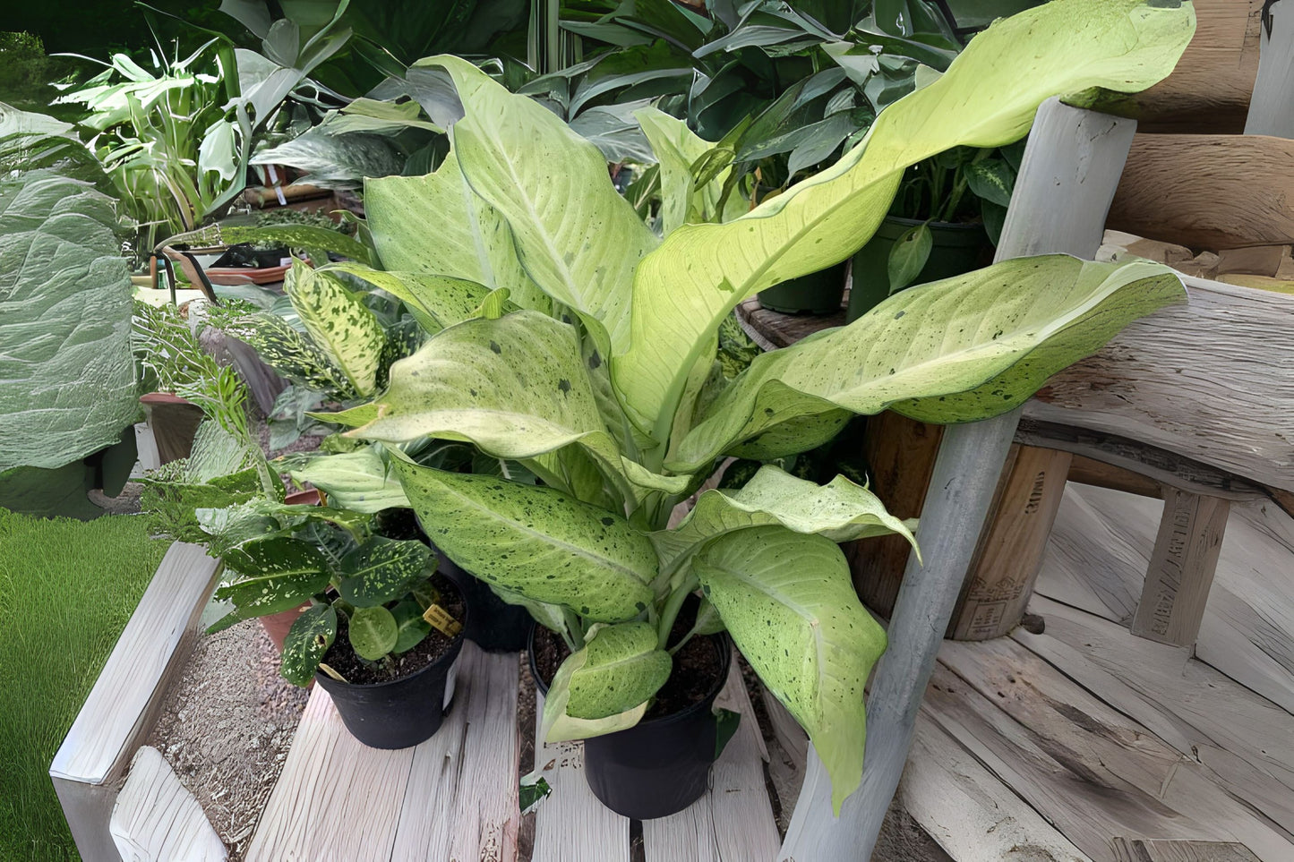 Dieffenbachia 'Camouflage' Tropical Foliage Plant | Easy Care Houseplant | Colorful Chartreuse & Green Leaves