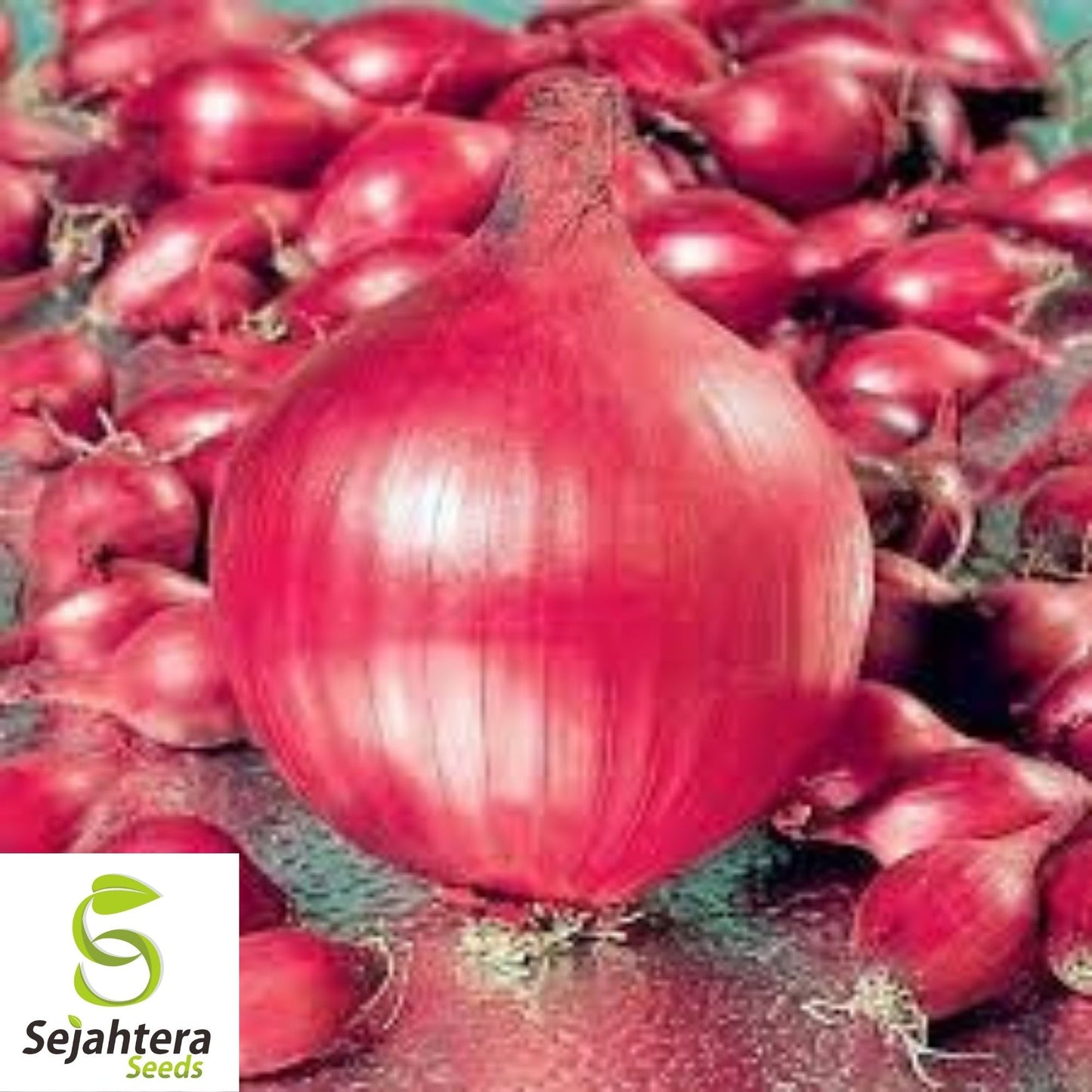 Red Grano Onion Seeds 200+ | Mild Short Day Heirloom Vegetable USA