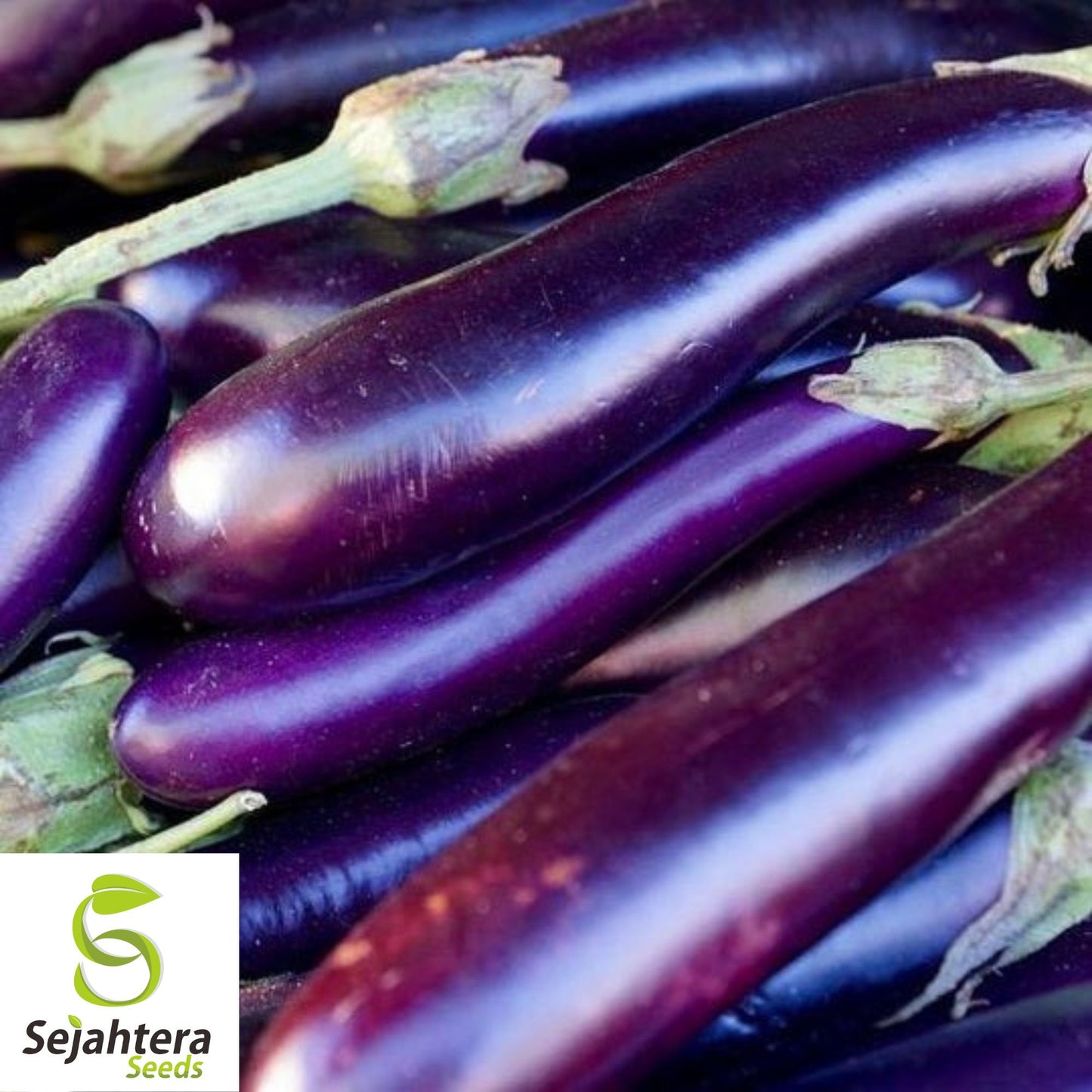 250+ Long Purple Eggplant Seeds - Non-GMO, Heirloom & Tender Variety