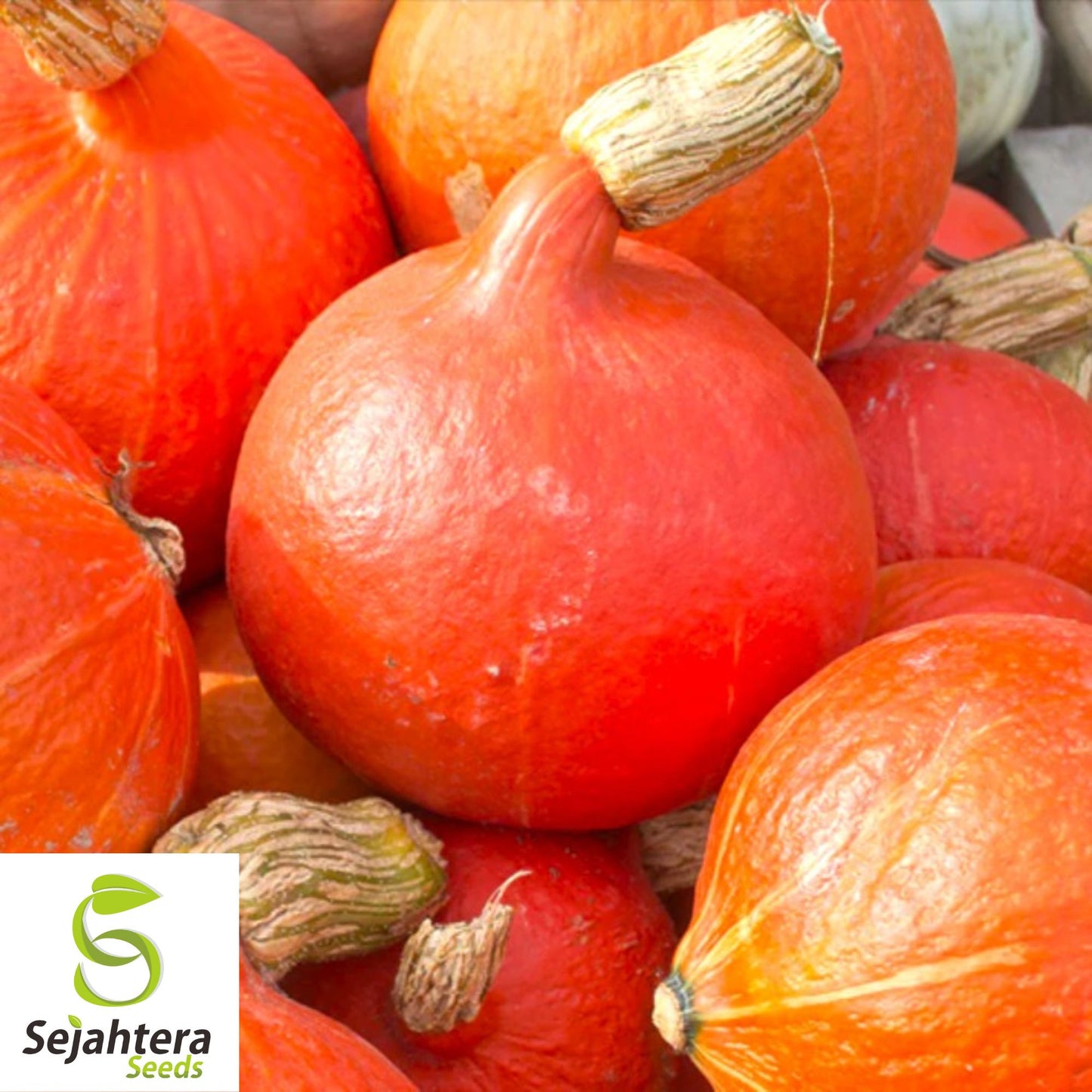 5 Red Kuri Squash Seeds - Uchiki Japanese Orange Heirloom, Non-GMO