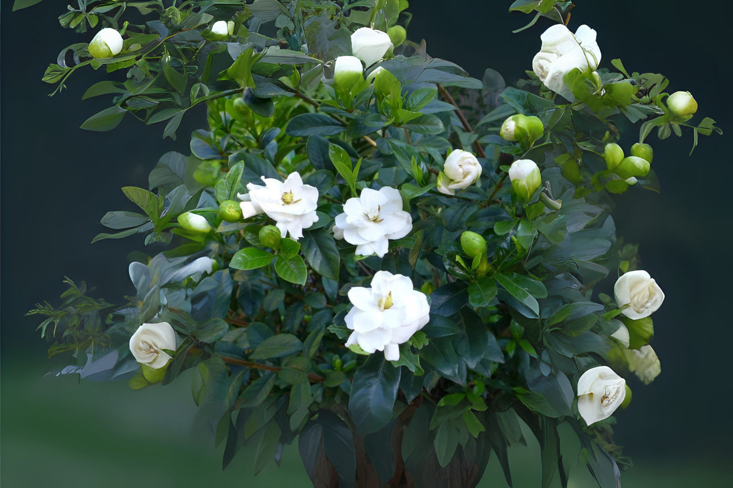 Fragrant Gardenia Plant - Large 10" Cape Jasmine - Gardenia jasminoides - Glossy Green Leaves, White Blooms, Indoor/Outdoor Shrub