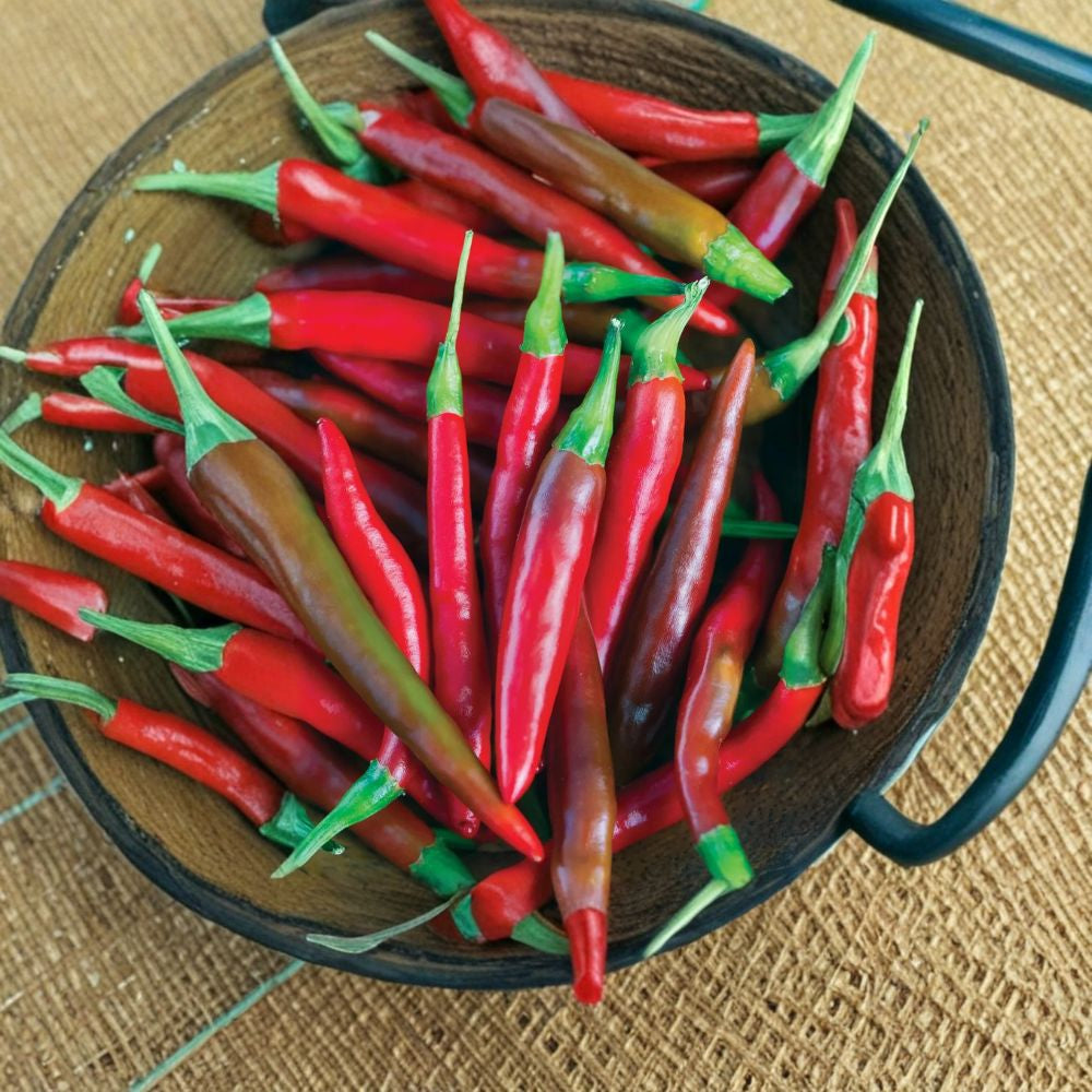 Thai Hot Pepper Plant – Capsicum annuum Live Pepper Plant | 3 Inch Pot | Ready to Grow Spicy Chili Starter | Container Friendly | Edible Garden Plant
