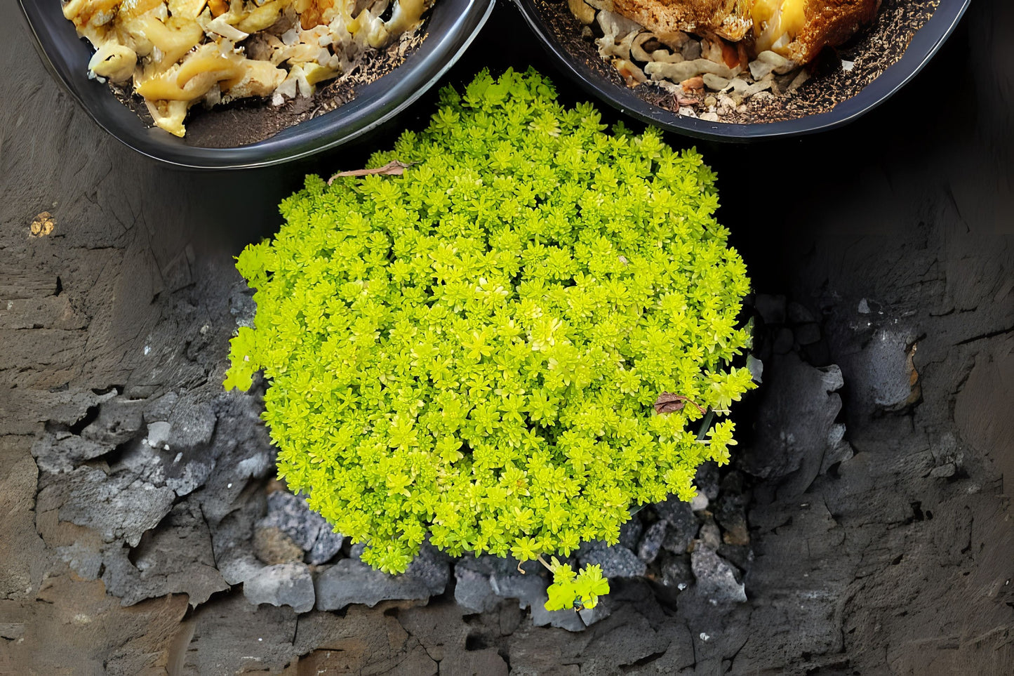 Sedum Golden Moss Live Plant 6 in Pot - Goldmoss Stonecrop (Sedum acre) Evergreen Ground Cover with Yellow Flowers