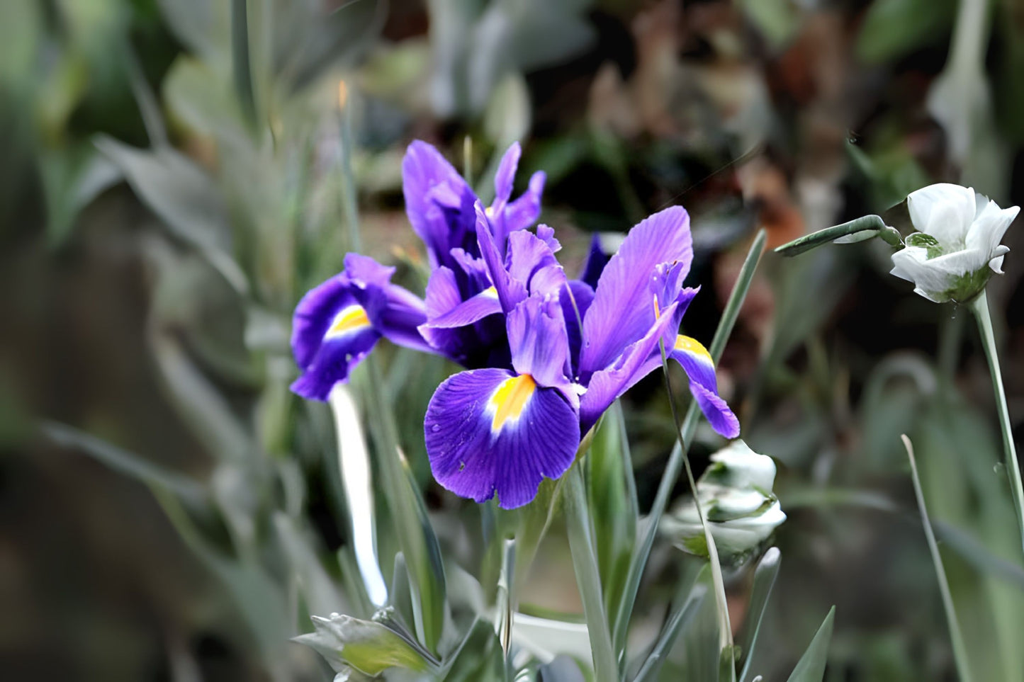 Rocky Iris (Iris missouriensis)