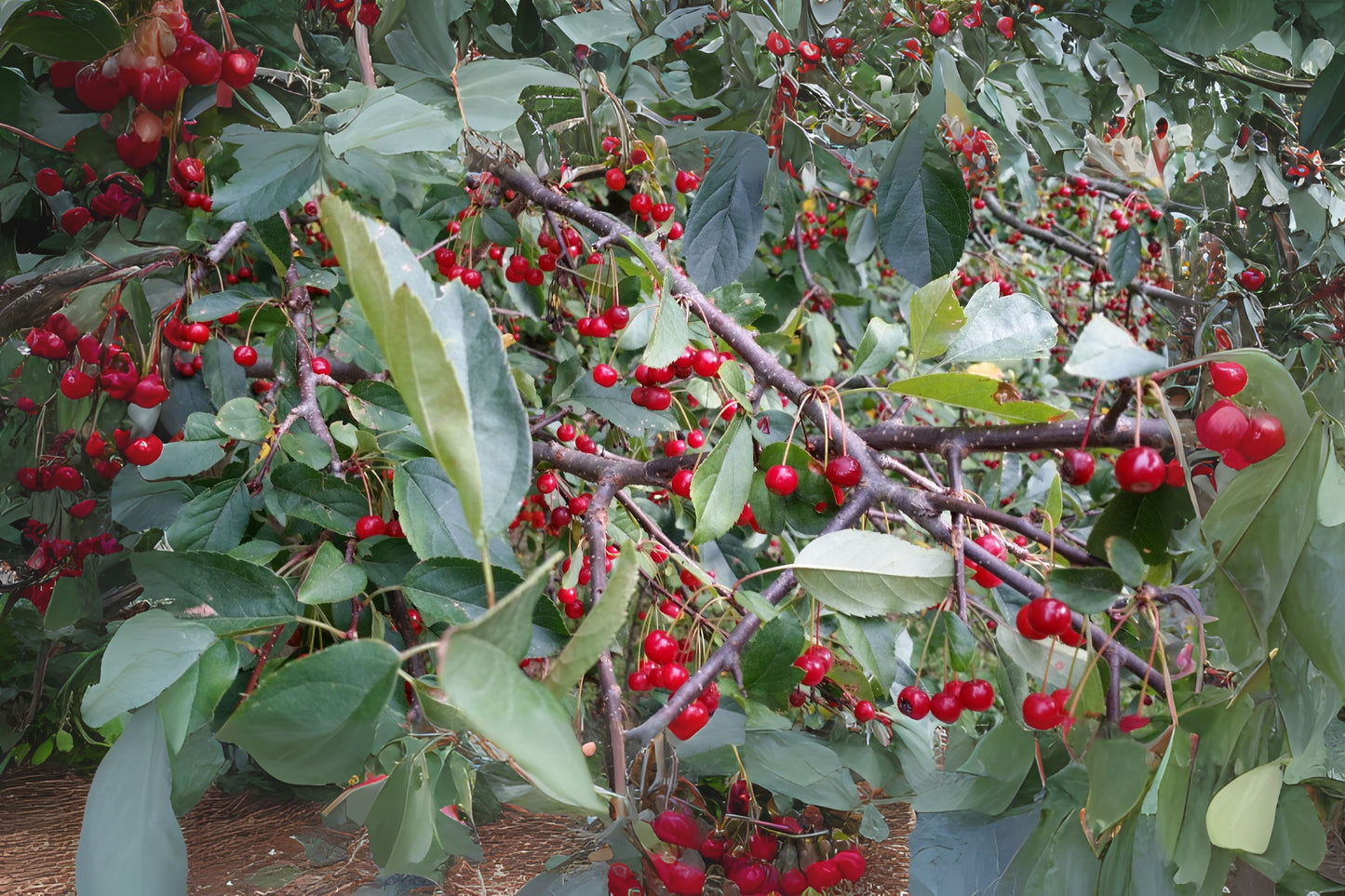 Roselow Sargents Crab Apple (Malus sargentii 'Roselow')