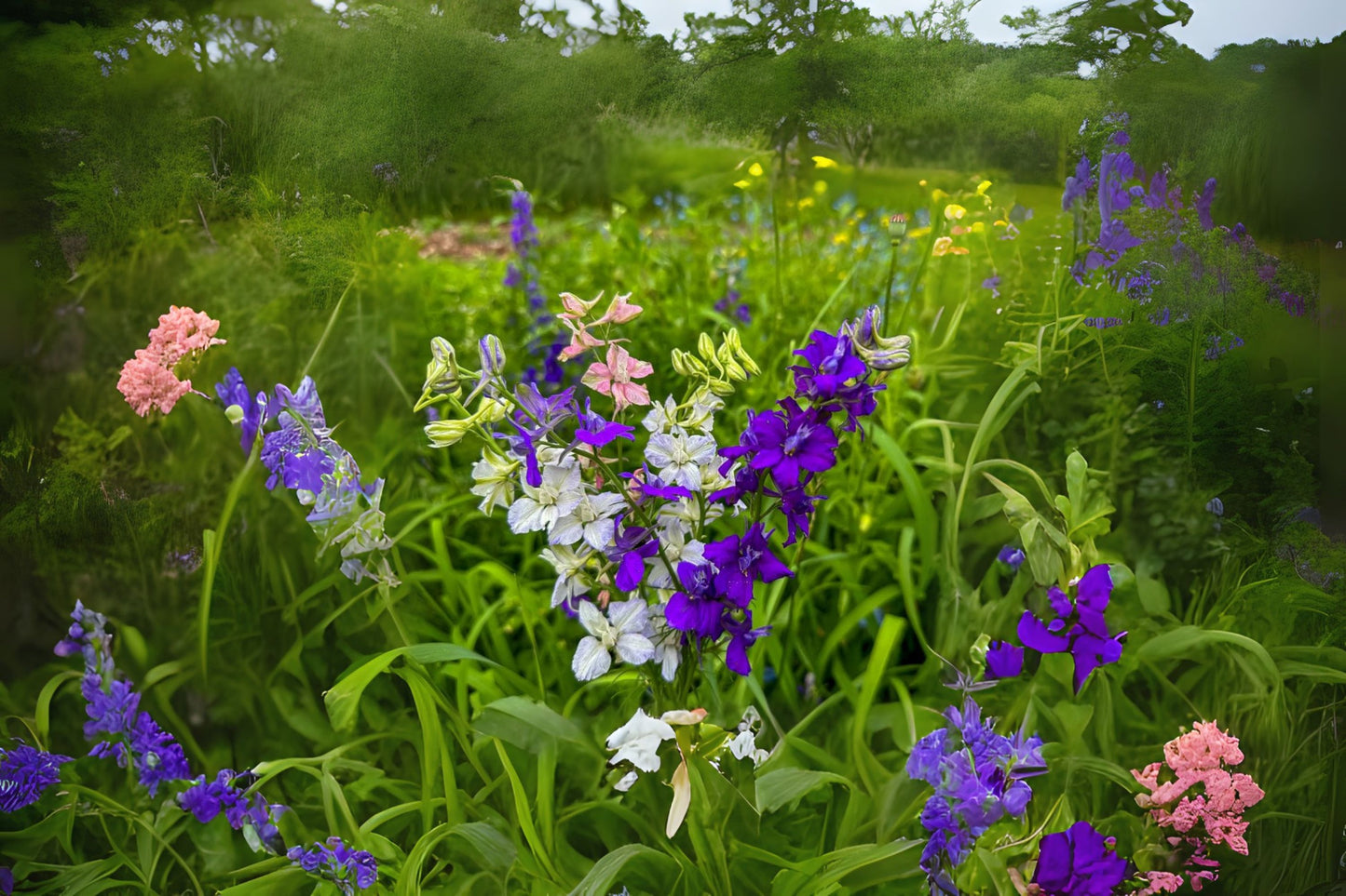 Giant Imperial Delphinium (Delphinium sp 'Giant Imperial')