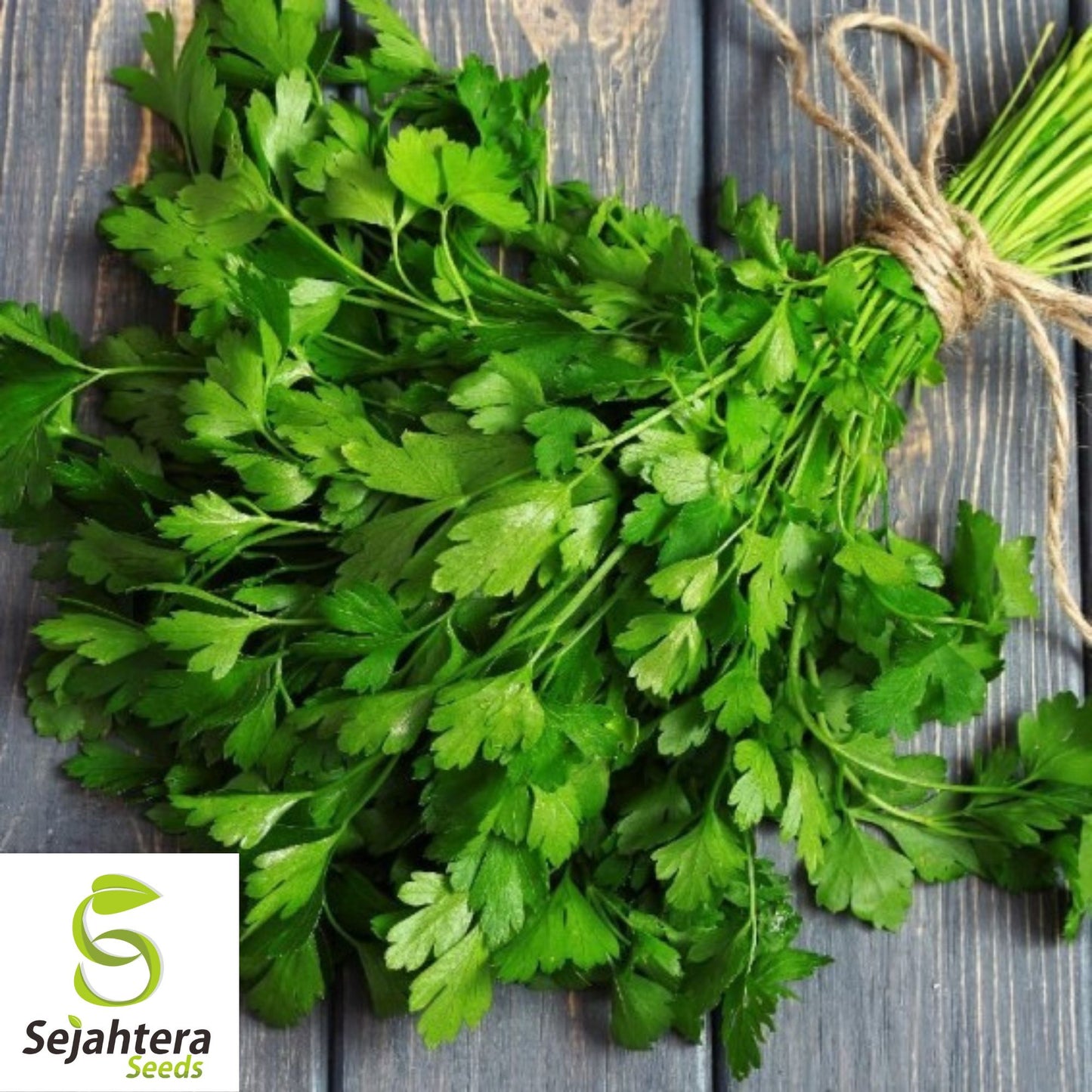 500+ Plain Single Parsley Seeds - Non-GMO, Heirloom & Aromatic Herb