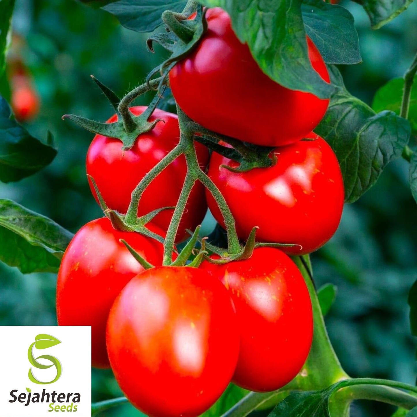 Napoli Tomato Seeds - 120+ Organic Heirloom - Non-GMO & Flavorful - Fresh