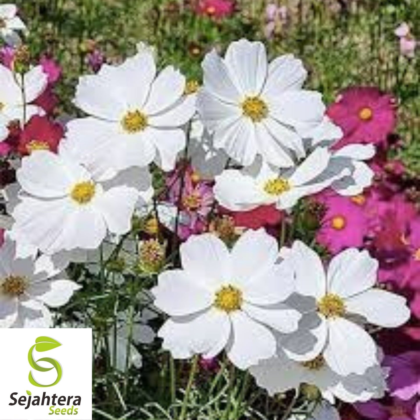 Cosmos Purity Seeds 100 Ct | White Flower Annual NON-GMO USA