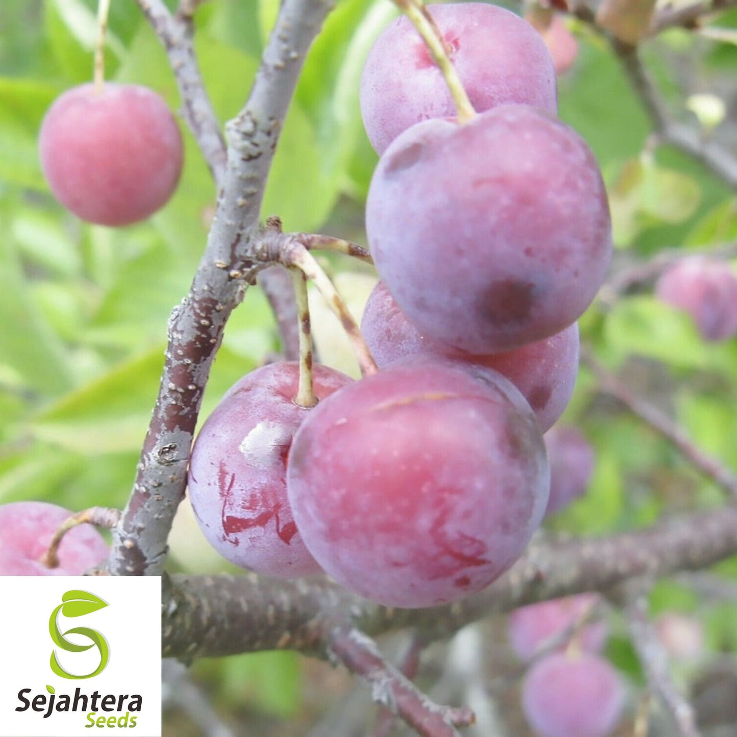Beach Plum Seeds {Prunus maritima} 10 Pre-Stratified Seeds