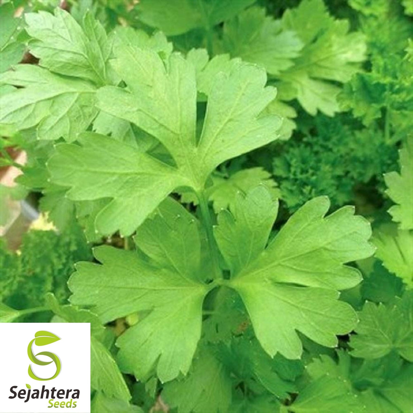 500+ Plain Single Parsley Seeds - Non-GMO, Heirloom & Aromatic Herb