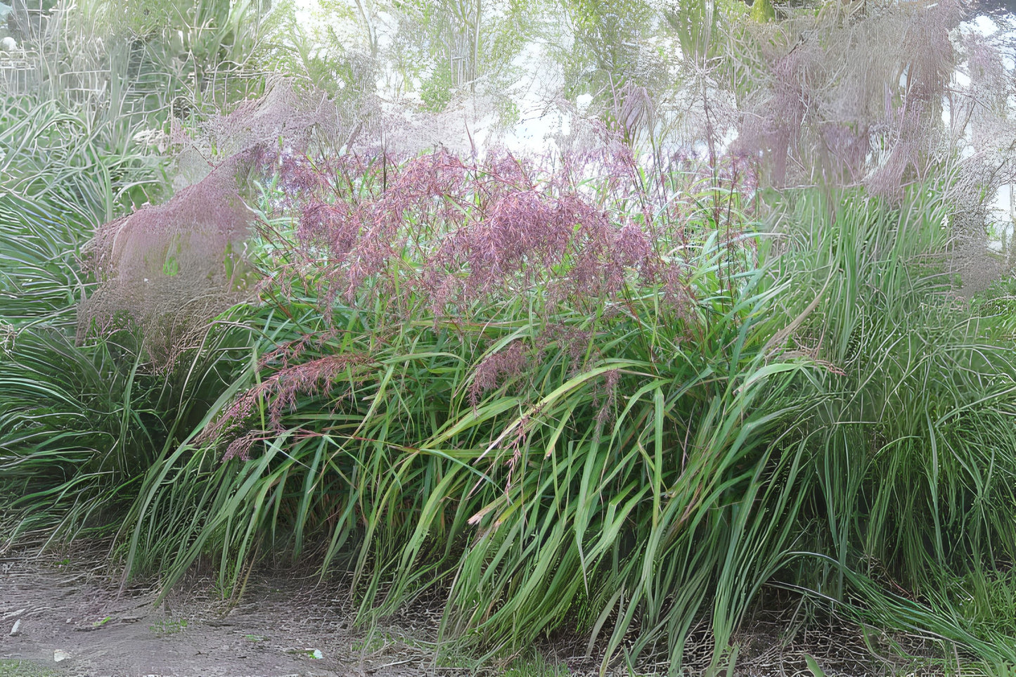 East Indian Lemongrass (Cymbopogon flexuosus)