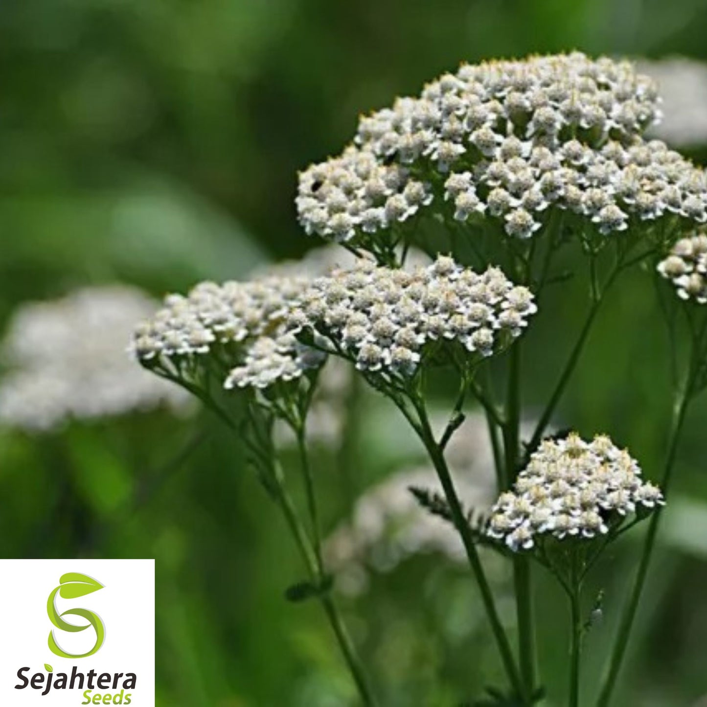 1,000+ Yarrow Seeds - Heirloom, White Perennial, Wildflower & Medicinal Herb