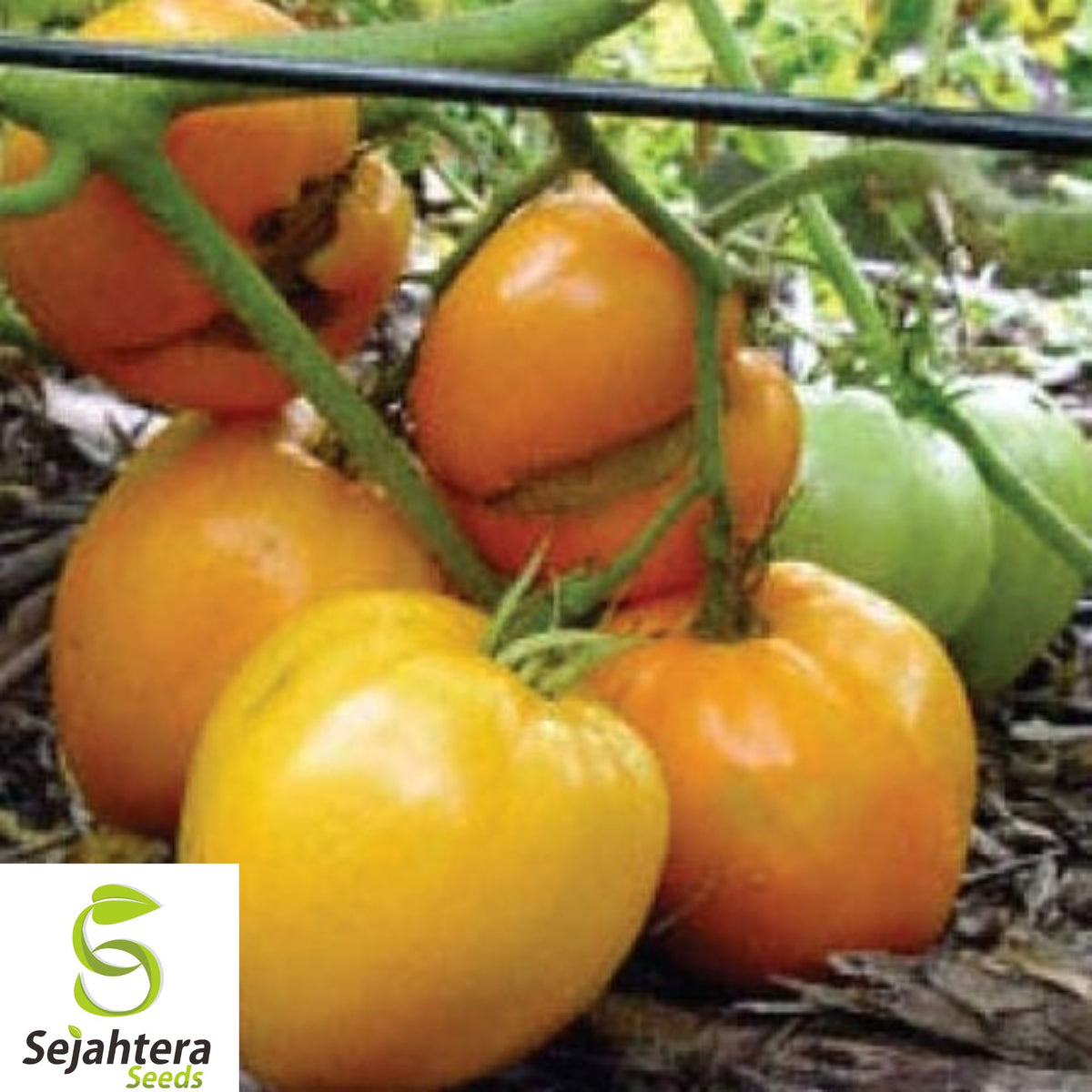 120+ Orange Oxheart Tomato Seeds - Heirloom, Organic, Rare, Sweet & Juicy