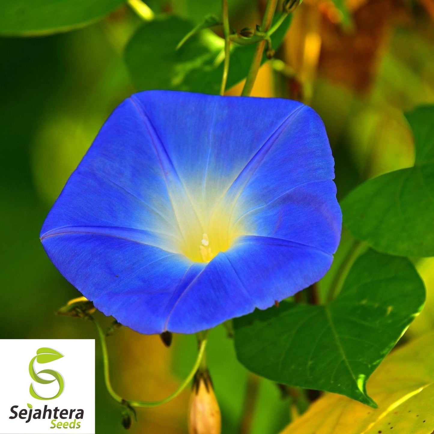 1400+ Heavenly Blue Morning Glory Seeds | Untreated Blue Flower Vine