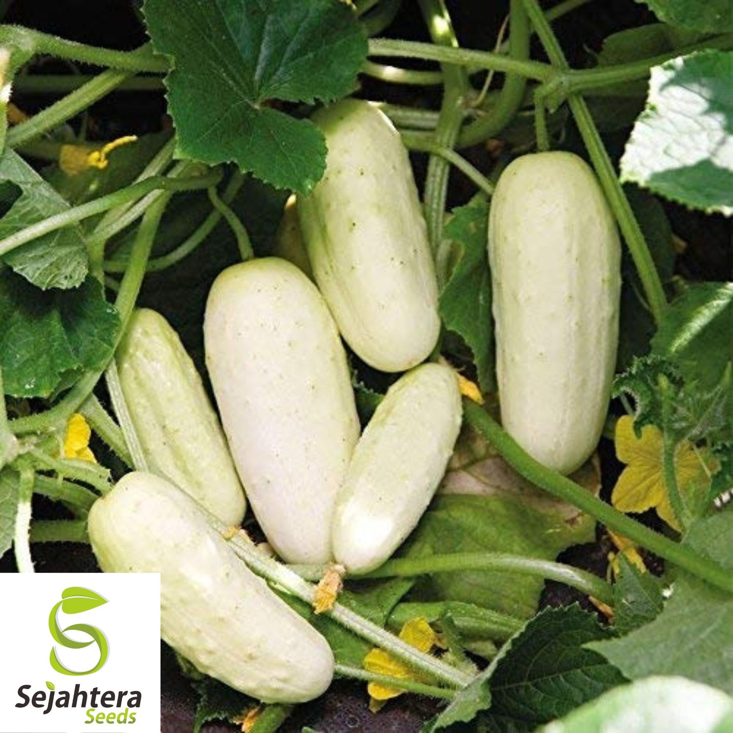 White Wonder Cucumber Seeds - 100+ Heirloom, Organic, Non-GMO & Rare