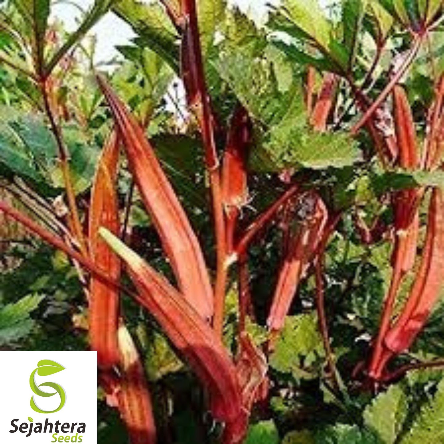 25+ Texas Hill Country Red Okra Seeds - Heirloom, Non-GMO, High-Yield & Hardy