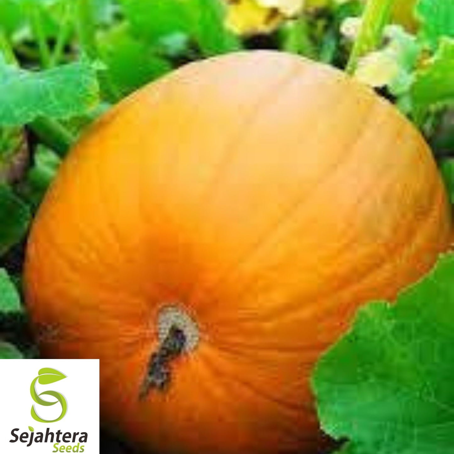 Dill's Atlantic Giant Pumpkin Seeds – Heirloom, World Record, Non-GMO, Huge Size