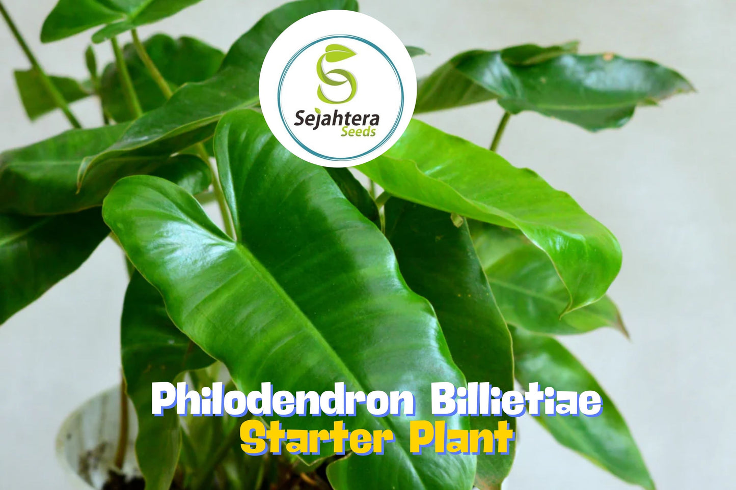 Philodendron Billietiae | Rare Tropical Houseplant in 3" Pot