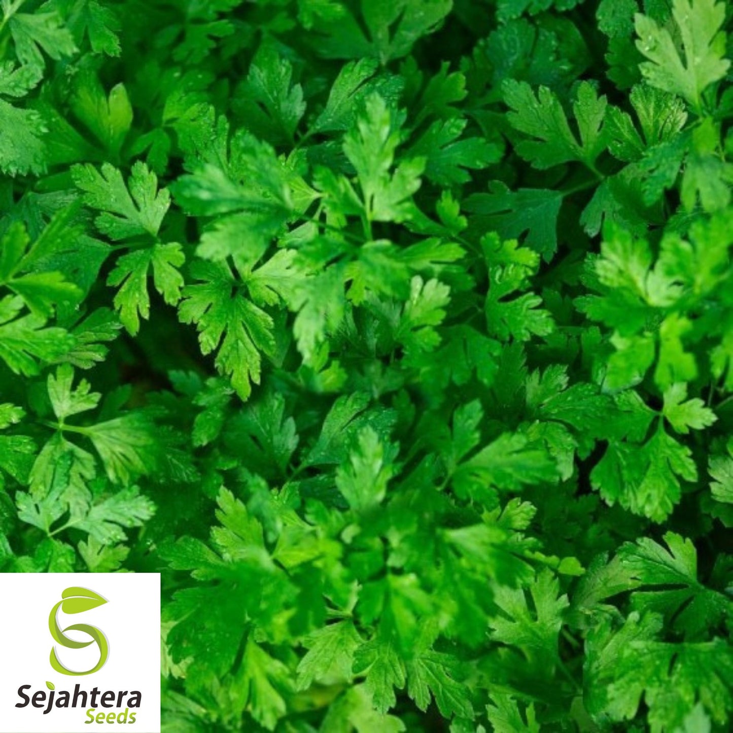 500+ Plain Single Parsley Seeds - Non-GMO, Heirloom & Aromatic Herb