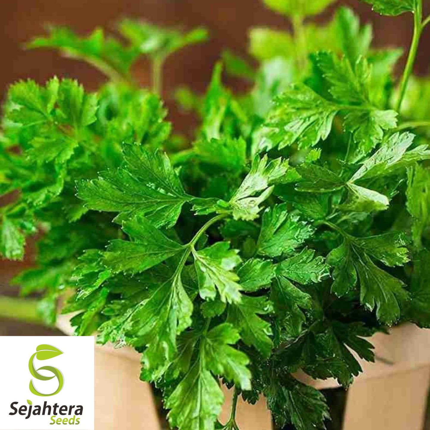 500+ Plain Single Parsley Seeds - Non-GMO, Heirloom & Aromatic Herb