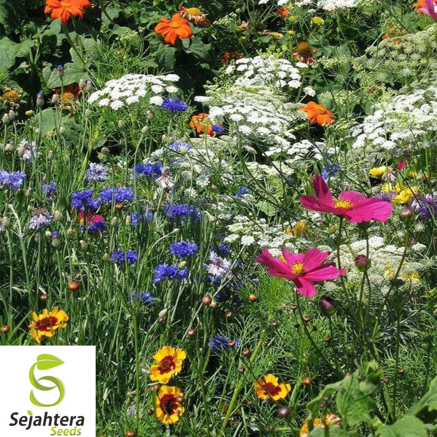 1000+ Wildflower Mix Seeds - Non-GMO, Drought-Resistant, 25 Species for Dry Areas