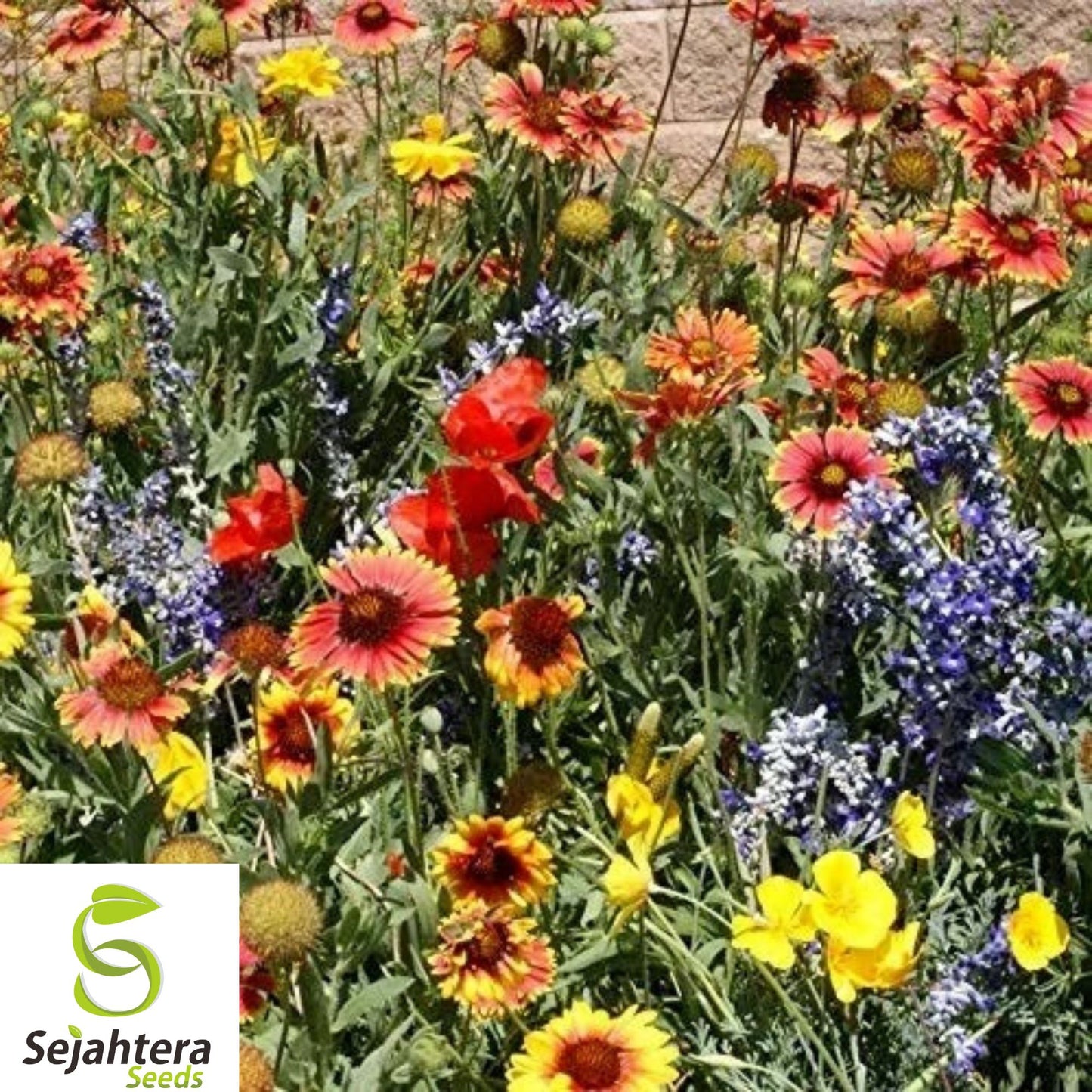 1000+ Wildflower Mix Seeds - Non-GMO, Drought-Resistant, 25 Species for Dry Areas