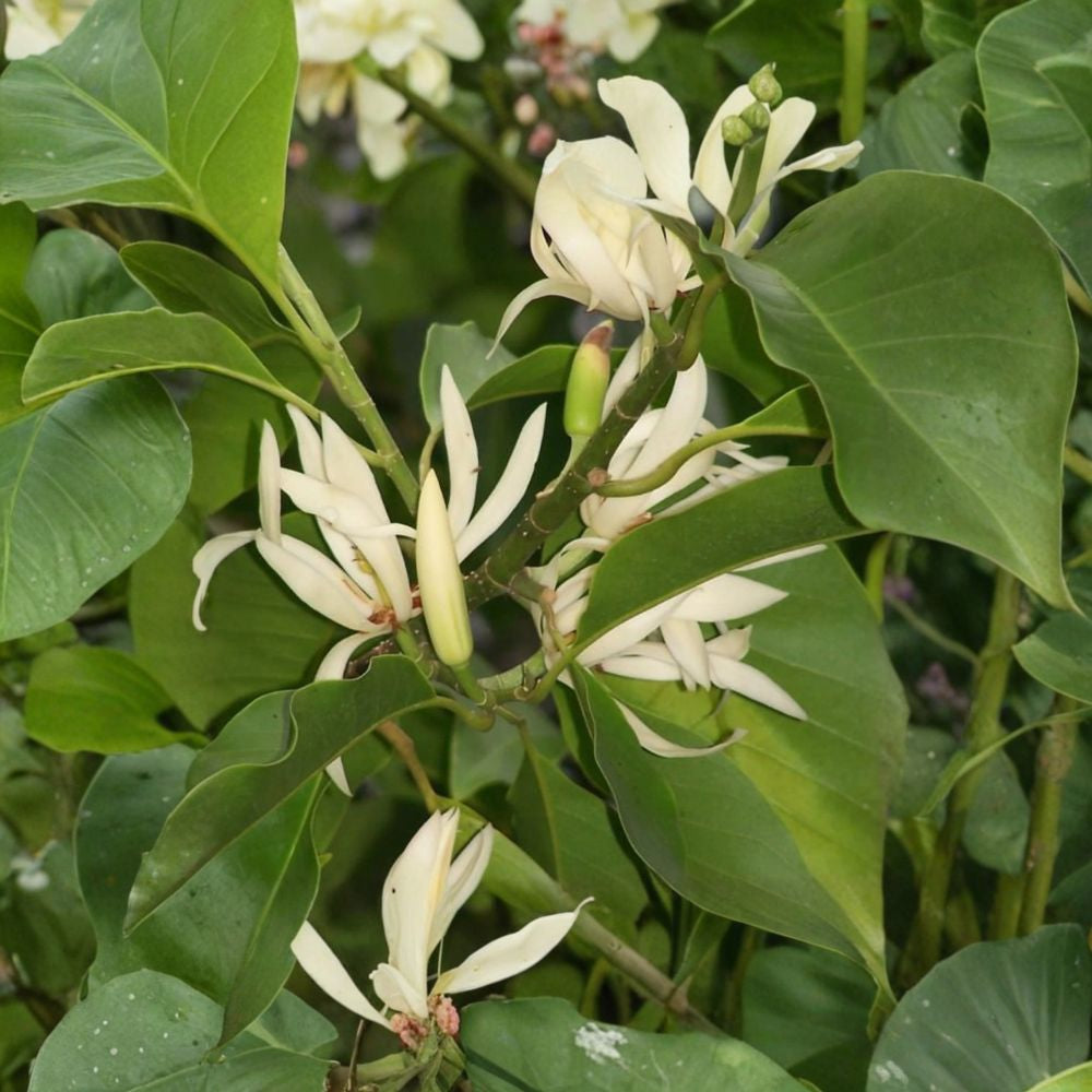 White Champaca – Magnolia champaca Live Air-Layered Plant | 2–3 Feet Tall | Shipped in 3 Gallon Pot Fragrant Flowering Tree | Tropical Garden Favorite | Container Friendly