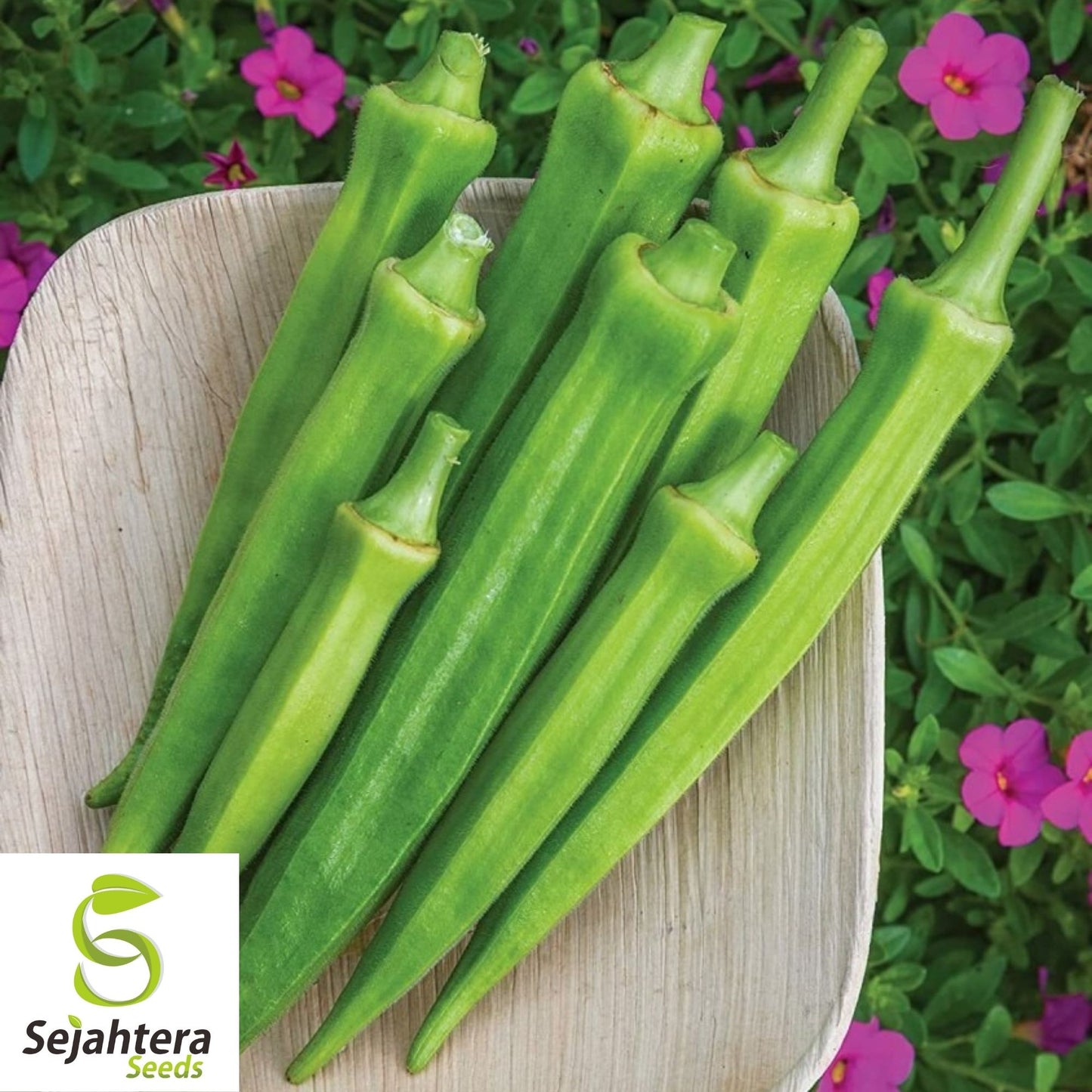 Rainbow Fiesta Okra Seeds 30 Ct | Heirloom Vegetable MIX NON-GMO USA