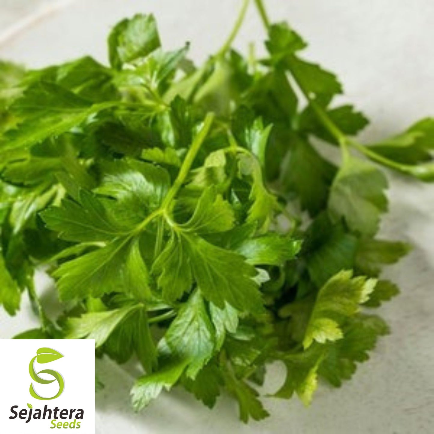 500+ Plain Single Parsley Seeds - Non-GMO, Heirloom & Aromatic Herb