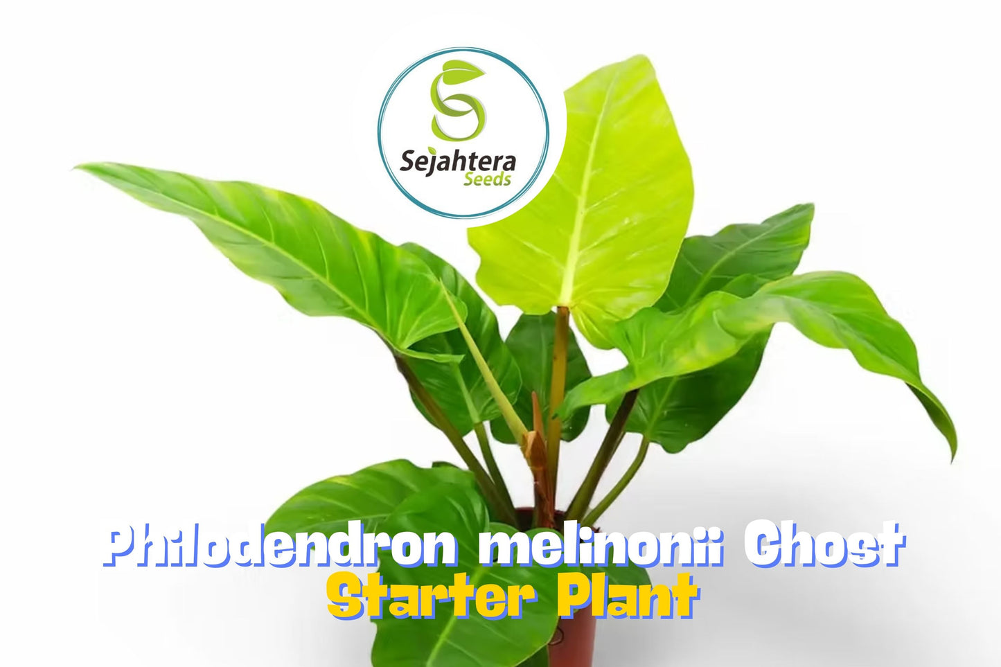 Philodendron Melinonii Ghost | Rare Houseplant in 3" Pot
