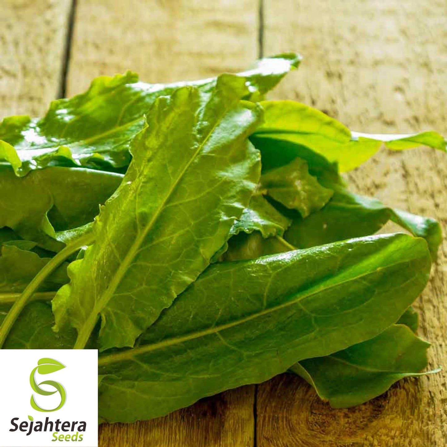 600+ Large Leaf Sorrel Seeds (Rumex acetosa) - Non-GMO, Heirloom & Tangy Herb