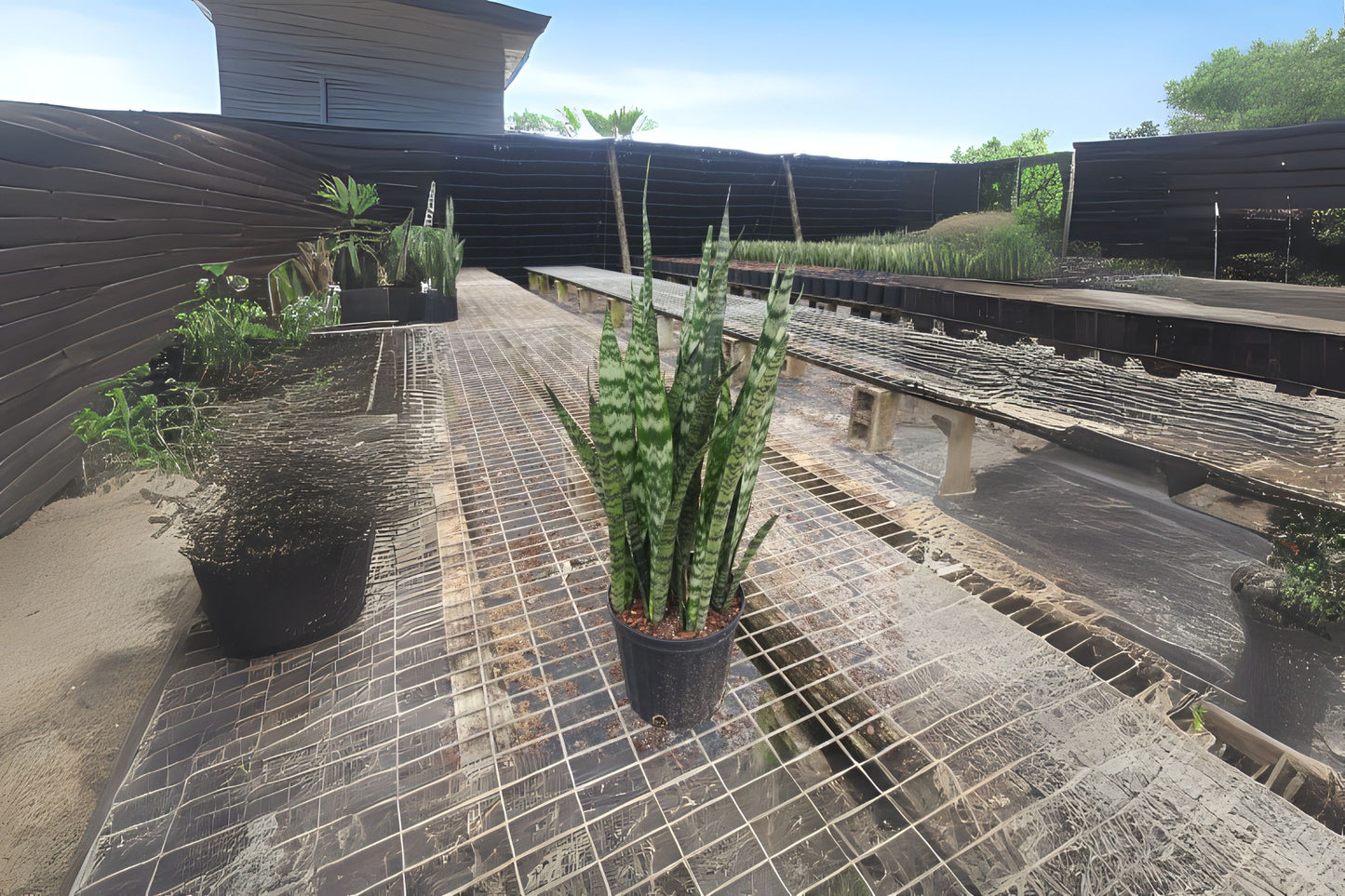 Sansevieria Wintergreen 'Snake Plant' 3 Gallon Pot - Air Purifying Sansevieria trifasciata - Low Maintenance Indoor Plant