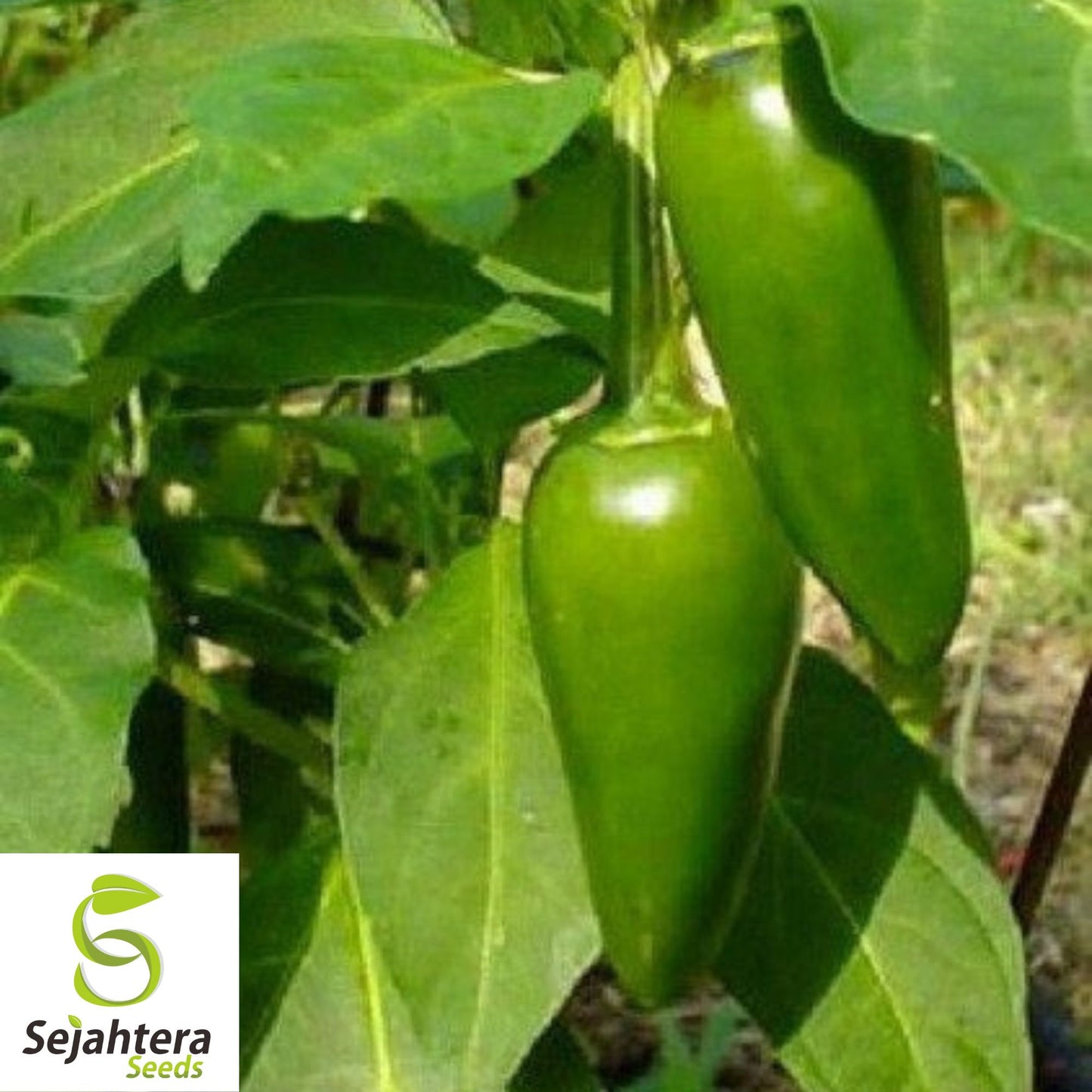 25 Mild TAM Jalapeño Pepper Seeds - Non-GMO, Flavorful & Low Heat Variety