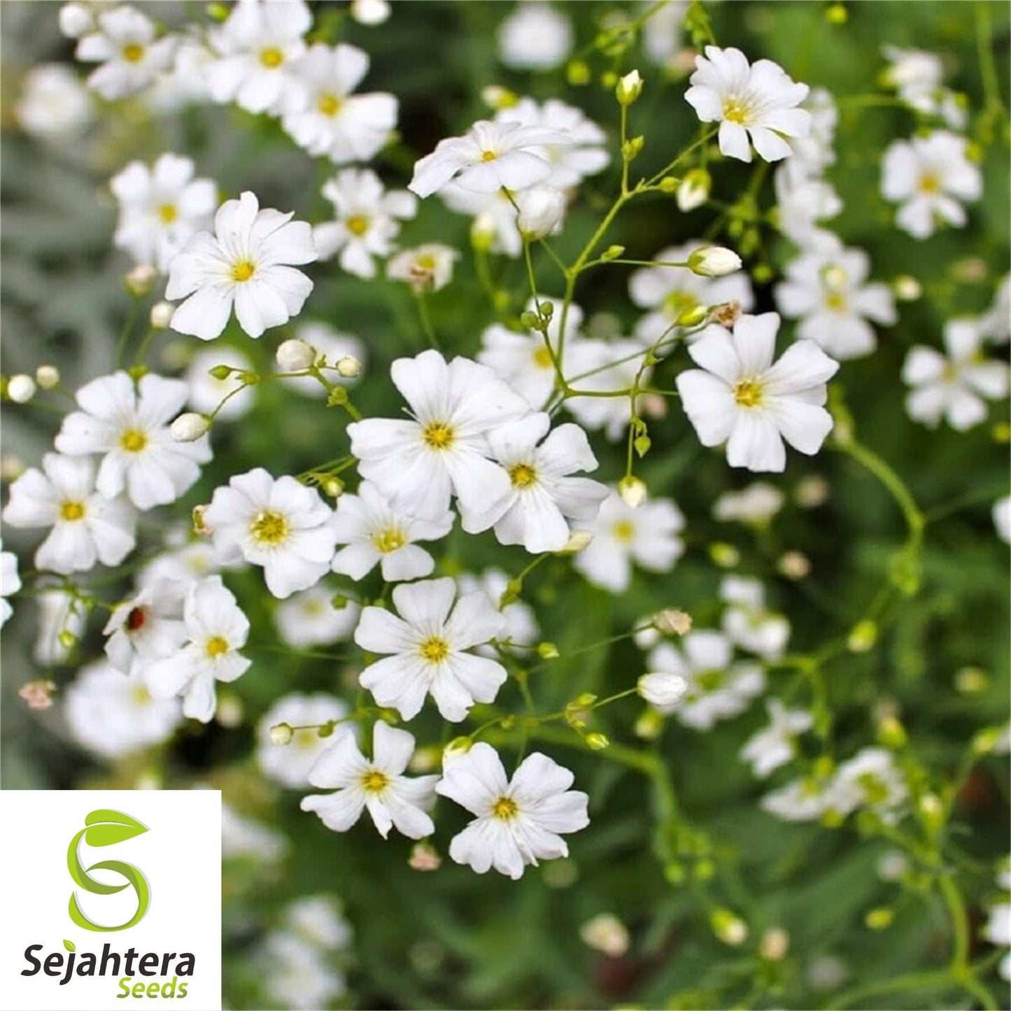 Baby's Breath Seeds {Gypsophila elegans} 500+ White Flowers | Drought Tolerant