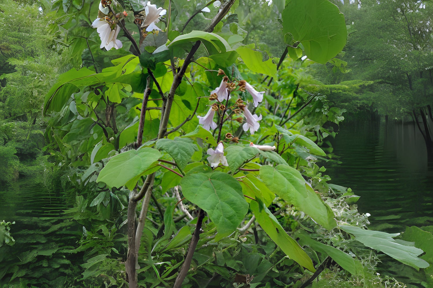 Catalpa Paulownia Tree (Paulownia catalpifolia)